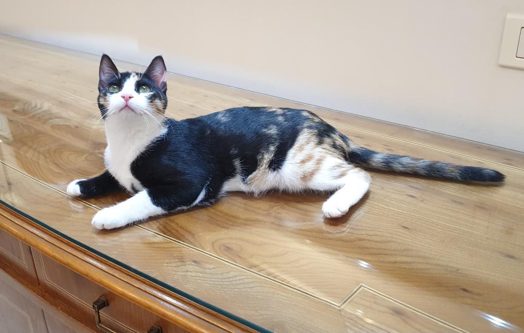 Enlarge Clementine - Kitten - LOVES her humans!, a ADOPTABLE mixed breed in North York, ON image 5/6
