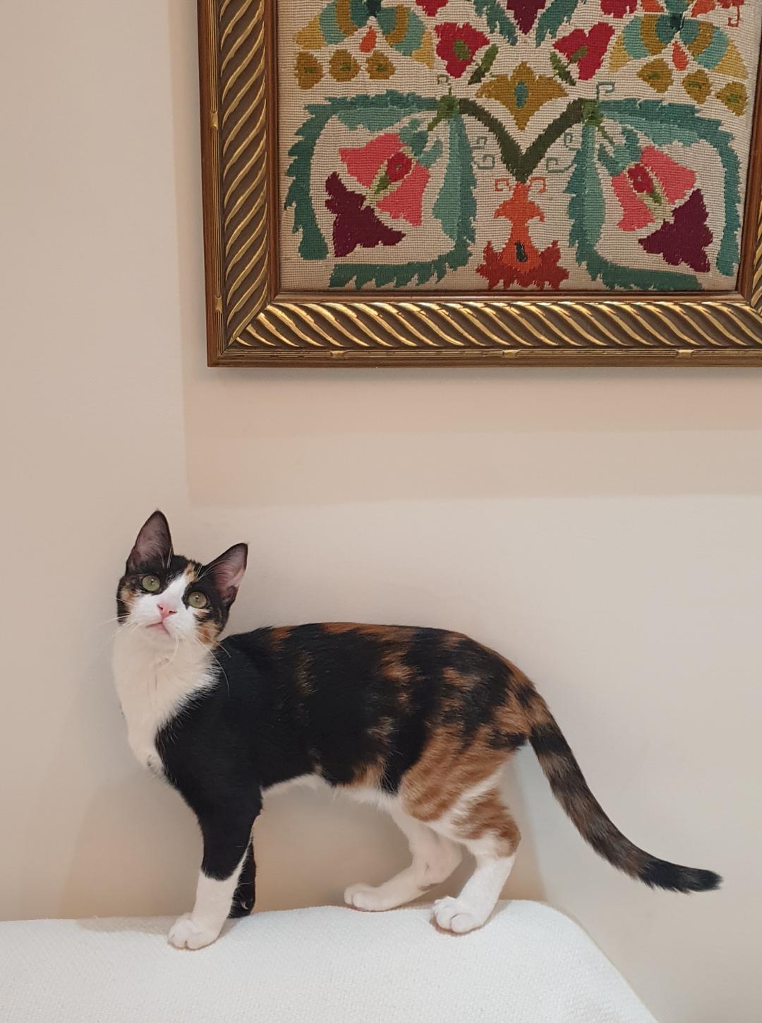 Enlarge Clementine - Kitten - LOVES her humans!, a ADOPTABLE mixed breed in North York, ON image 2/6