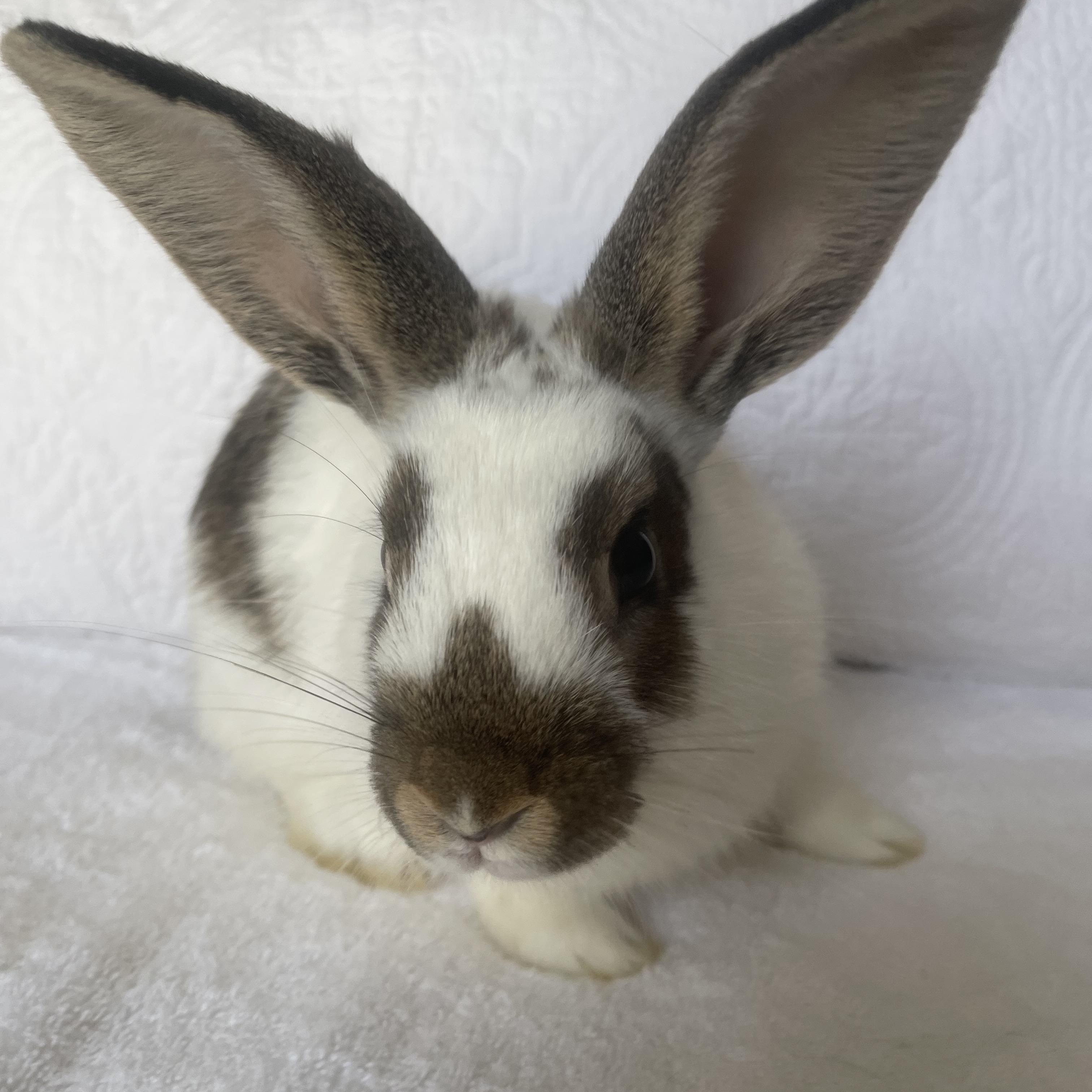 Timon, ADOPTABLE, Young Male Bunny Rabbit.