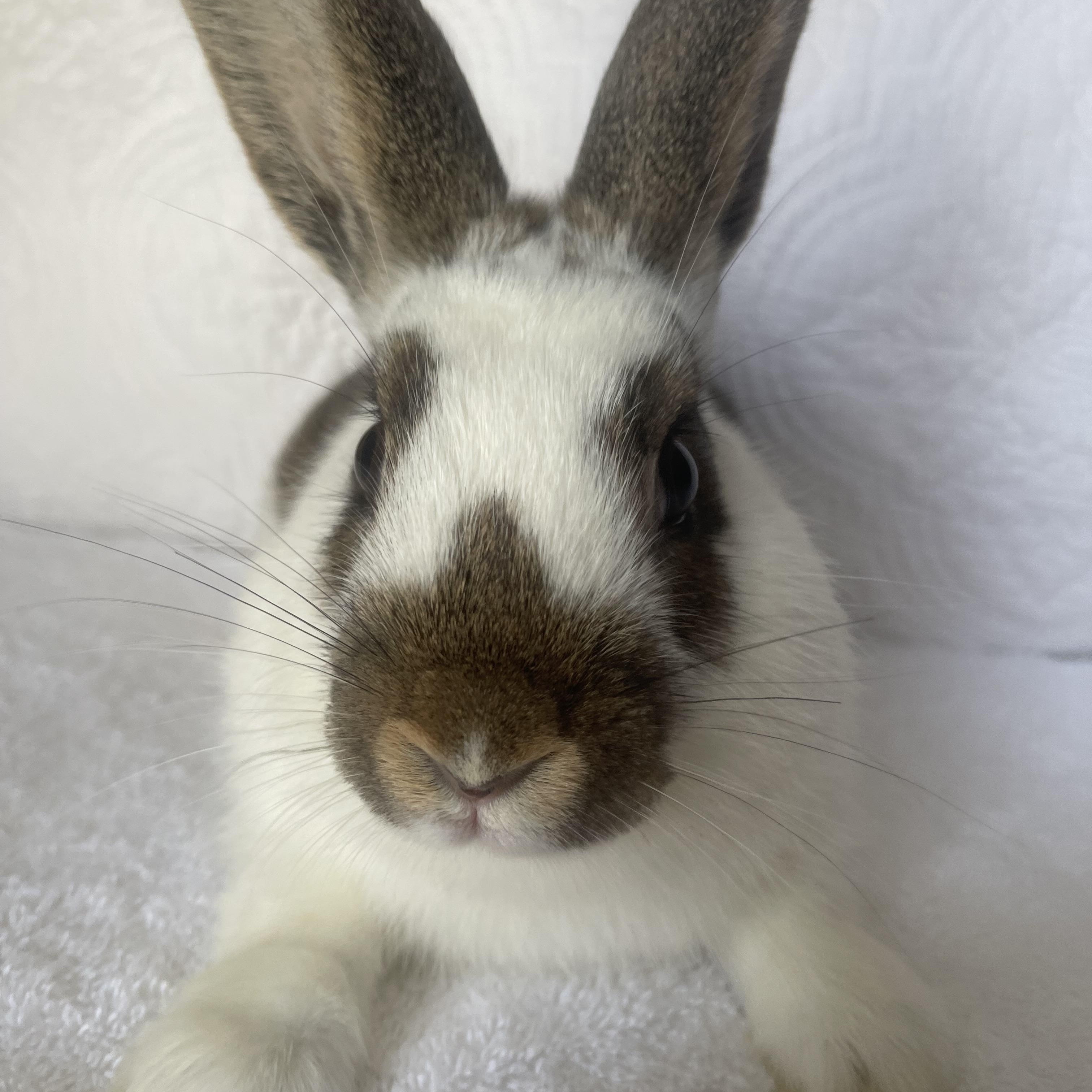 Enlarge Timon, a ADOPTABLE Bunny Rabbit in Birmingham, AL image 4/4