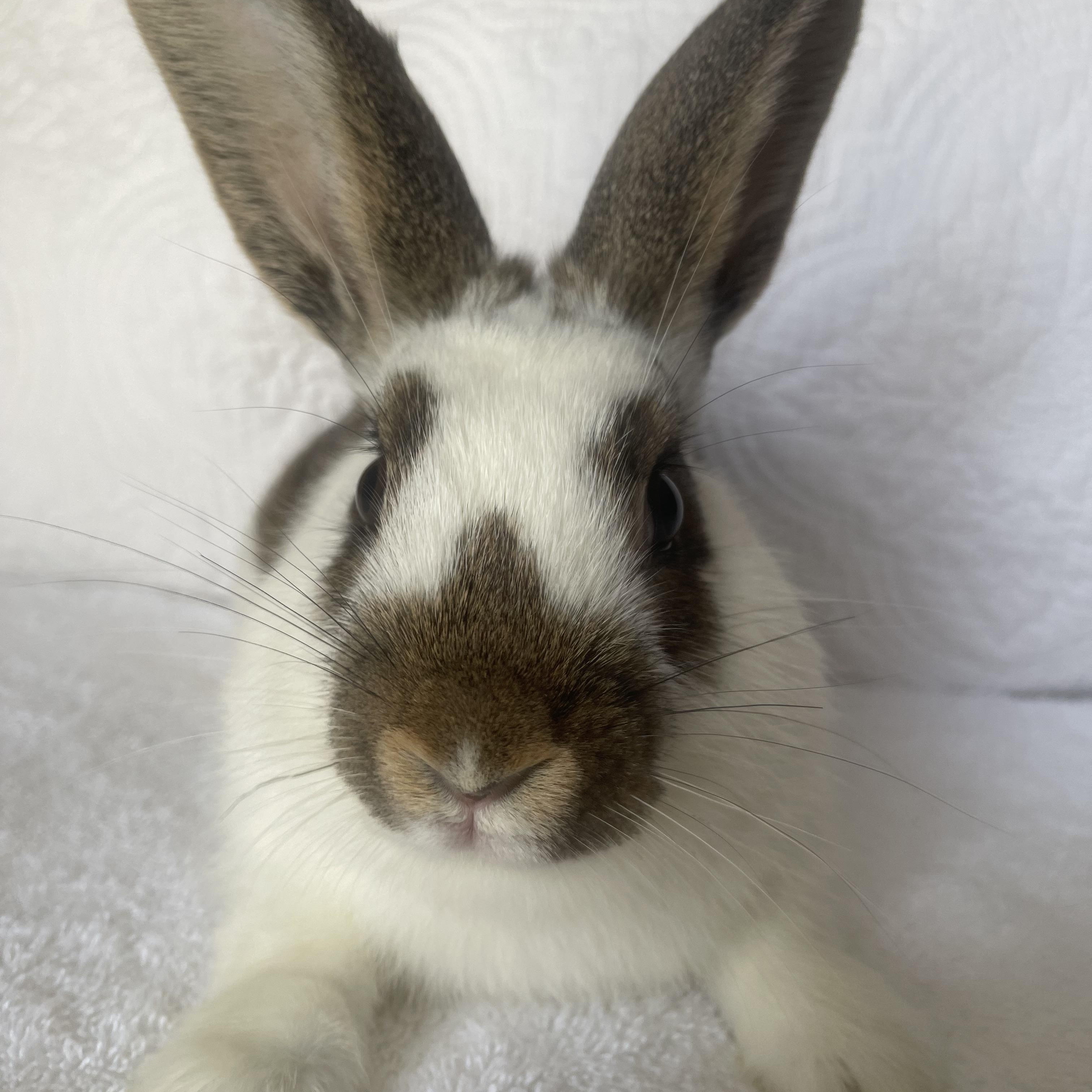 Enlarge Timon, a ADOPTABLE Bunny Rabbit in Birmingham, AL image 2/4