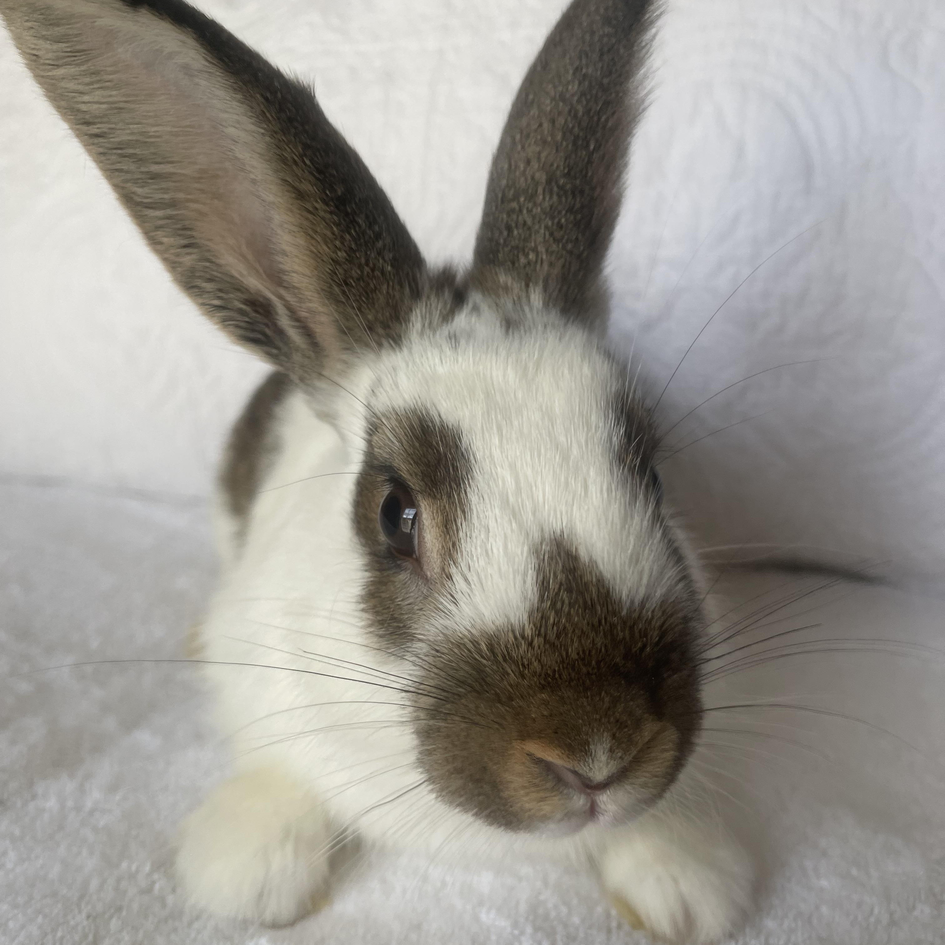 Enlarge Timon, a ADOPTABLE Bunny Rabbit in Birmingham, AL image 3/4