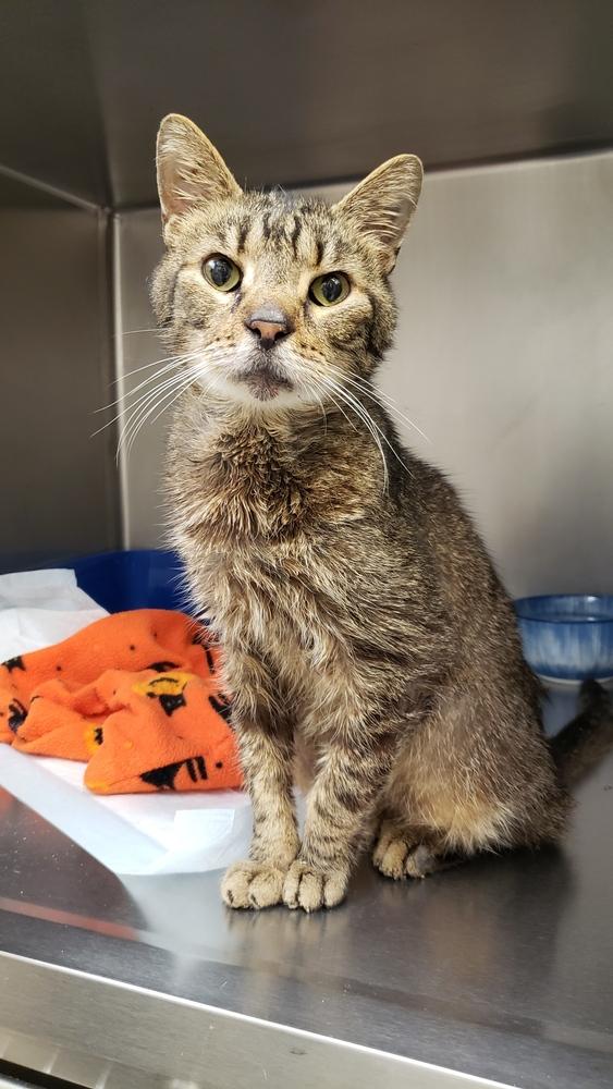 Copper, Adoptable, Senior Male Domestic Short Hair.