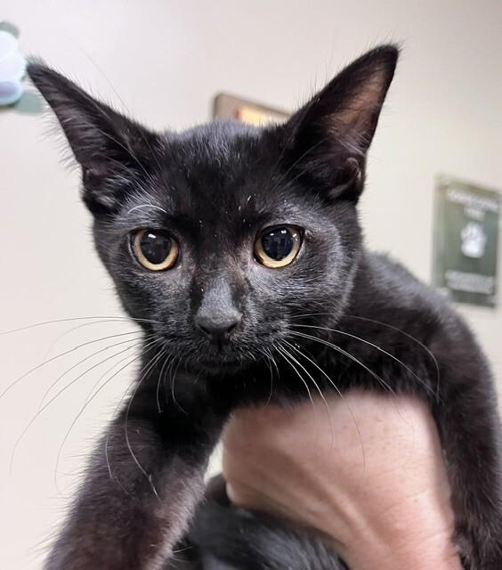 Strawberry, Adoptable, Young Female Domestic Short Hair.
