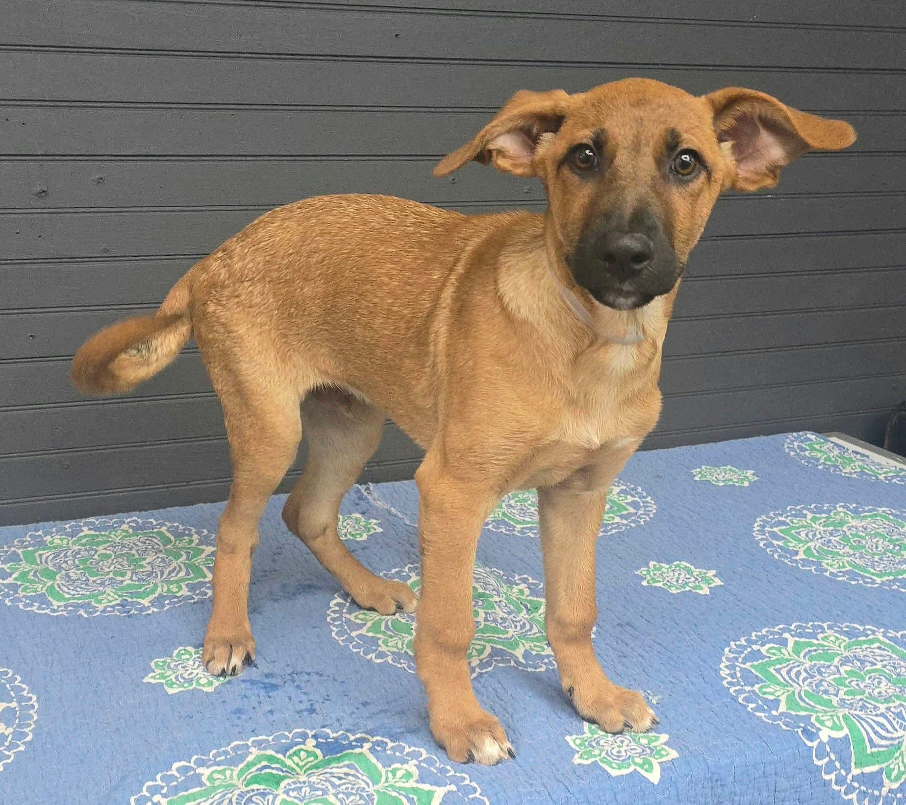 Adam (foster needed) photo