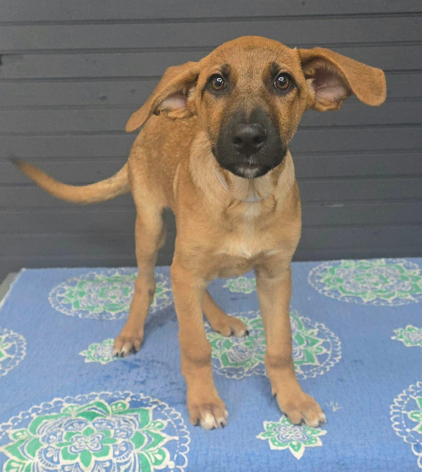 Enlarge Adam (foster needed), a Adoptable mixed breed in New York, NY image 3/4