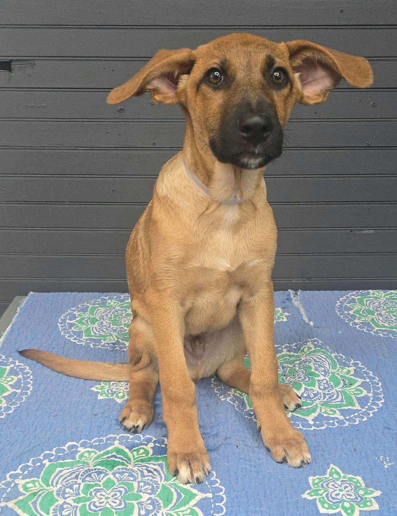 Enlarge Adam (foster needed), a Adoptable mixed breed in New York, NY image 2/4