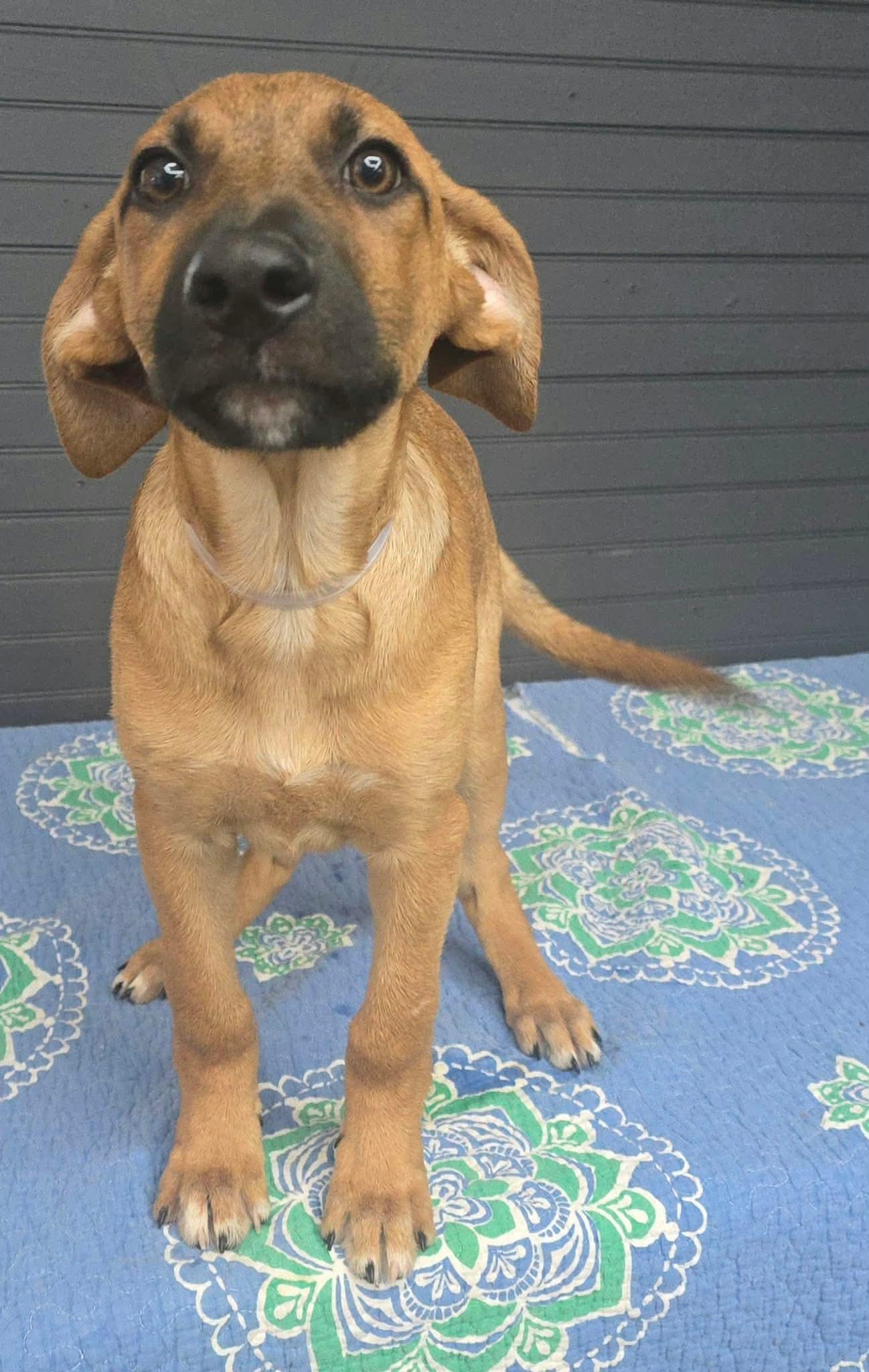 Enlarge Adam (foster needed), a Adoptable mixed breed in New York, NY image 4/4