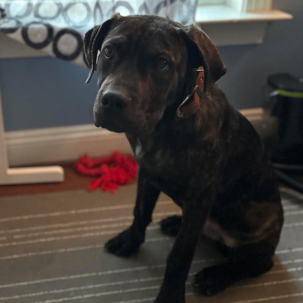 Herman (Now Prancer), Adoptable, Puppy Male Cane Corso.