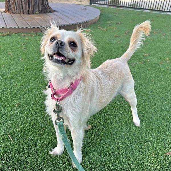 Casserole, Adoptable, Adult Female Spaniel & Pug.