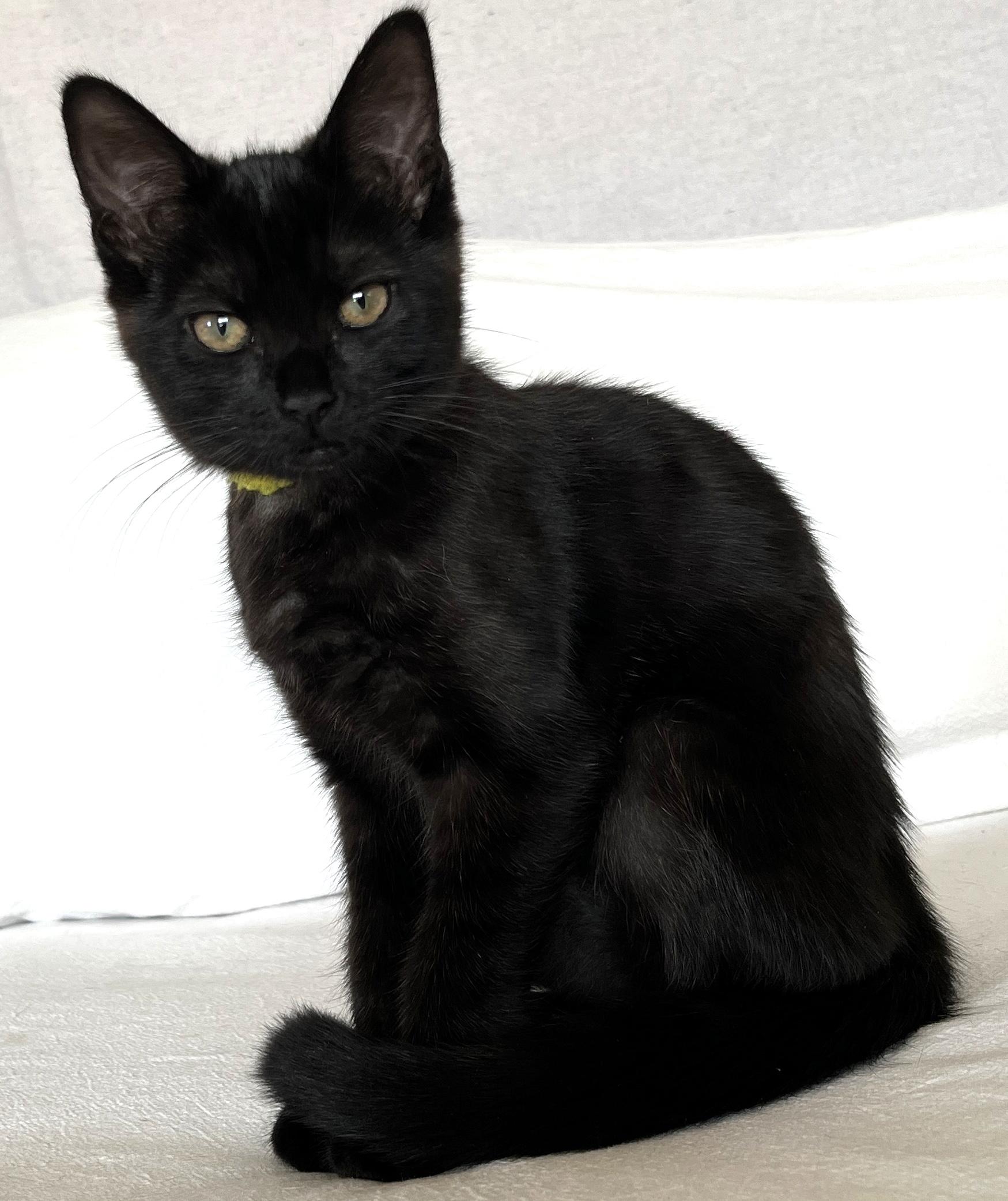 Enlarge Valencia, a Adoptable mixed breed in Lake Oswego, OR image 2/3