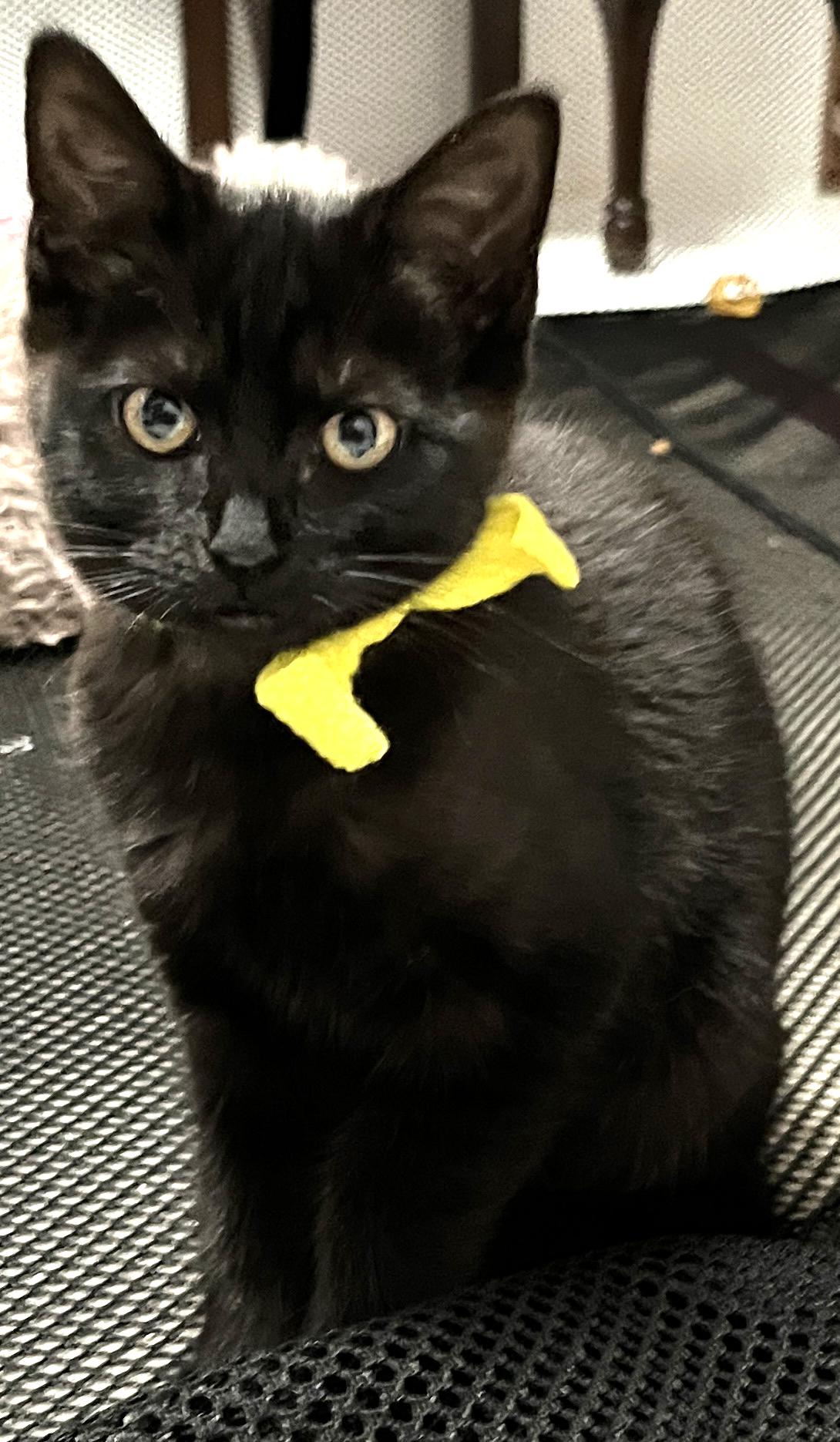 Enlarge Valencia, a Adoptable mixed breed in Lake Oswego, OR image 1/3