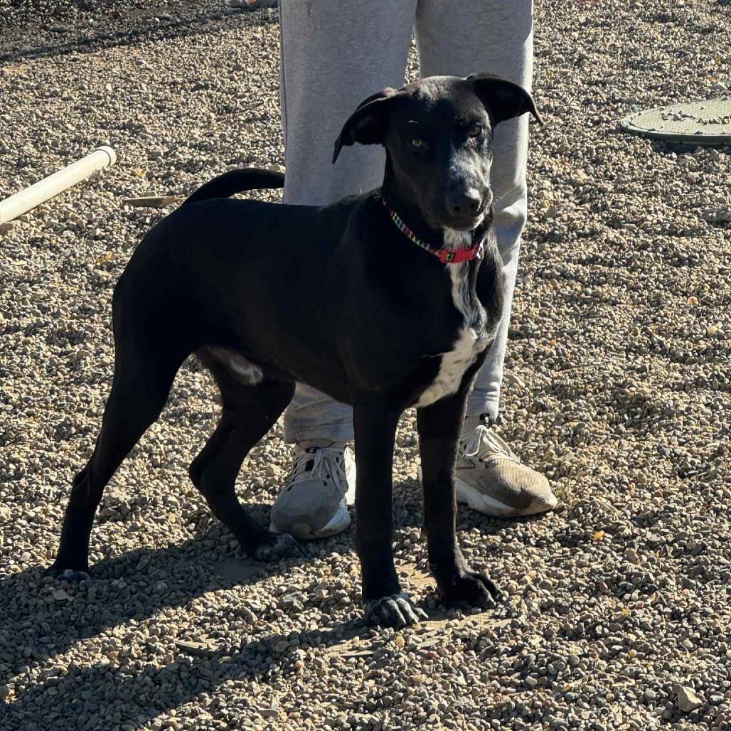 Borris , an adopted mixed breed in Monticello, IA image 1/6