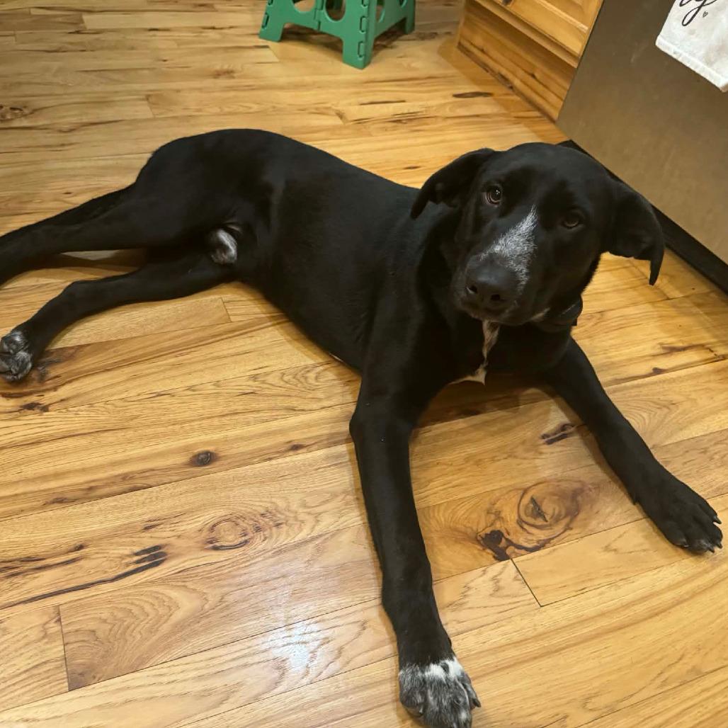 Borris , an adopted mixed breed in Monticello, IA image 2/6