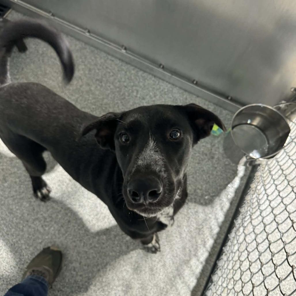 Borris , an adopted mixed breed in Monticello, IA image 3/6