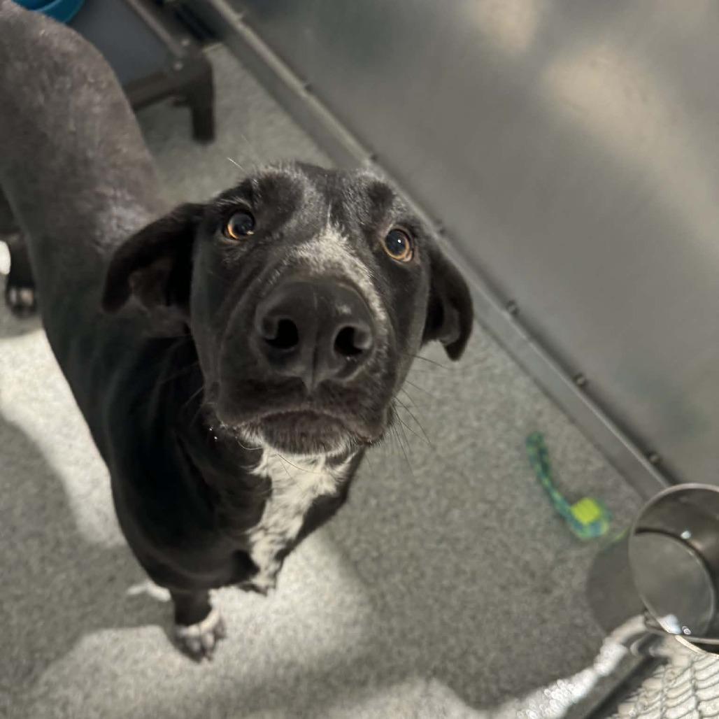 Borris , an adopted mixed breed in Monticello, IA image 4/6