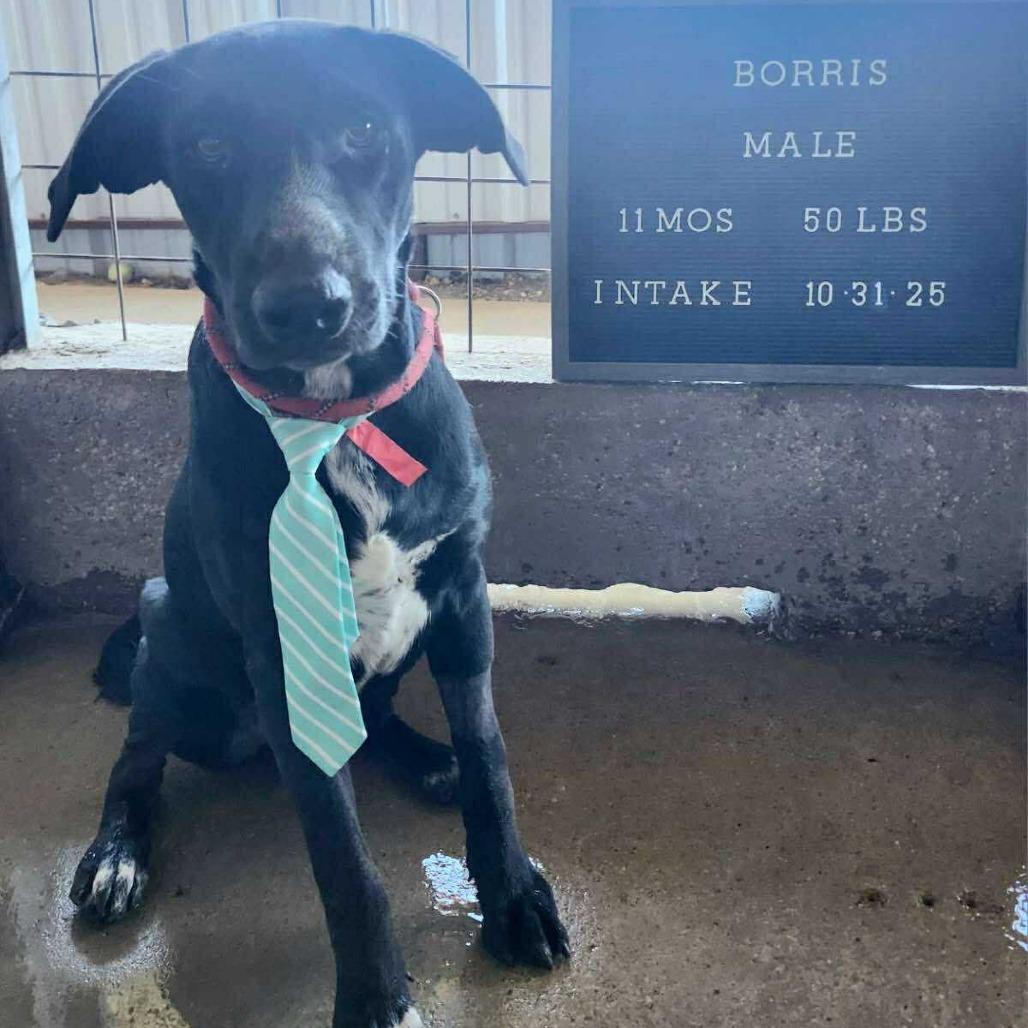 Borris , an adopted mixed breed in Monticello, IA image 5/6