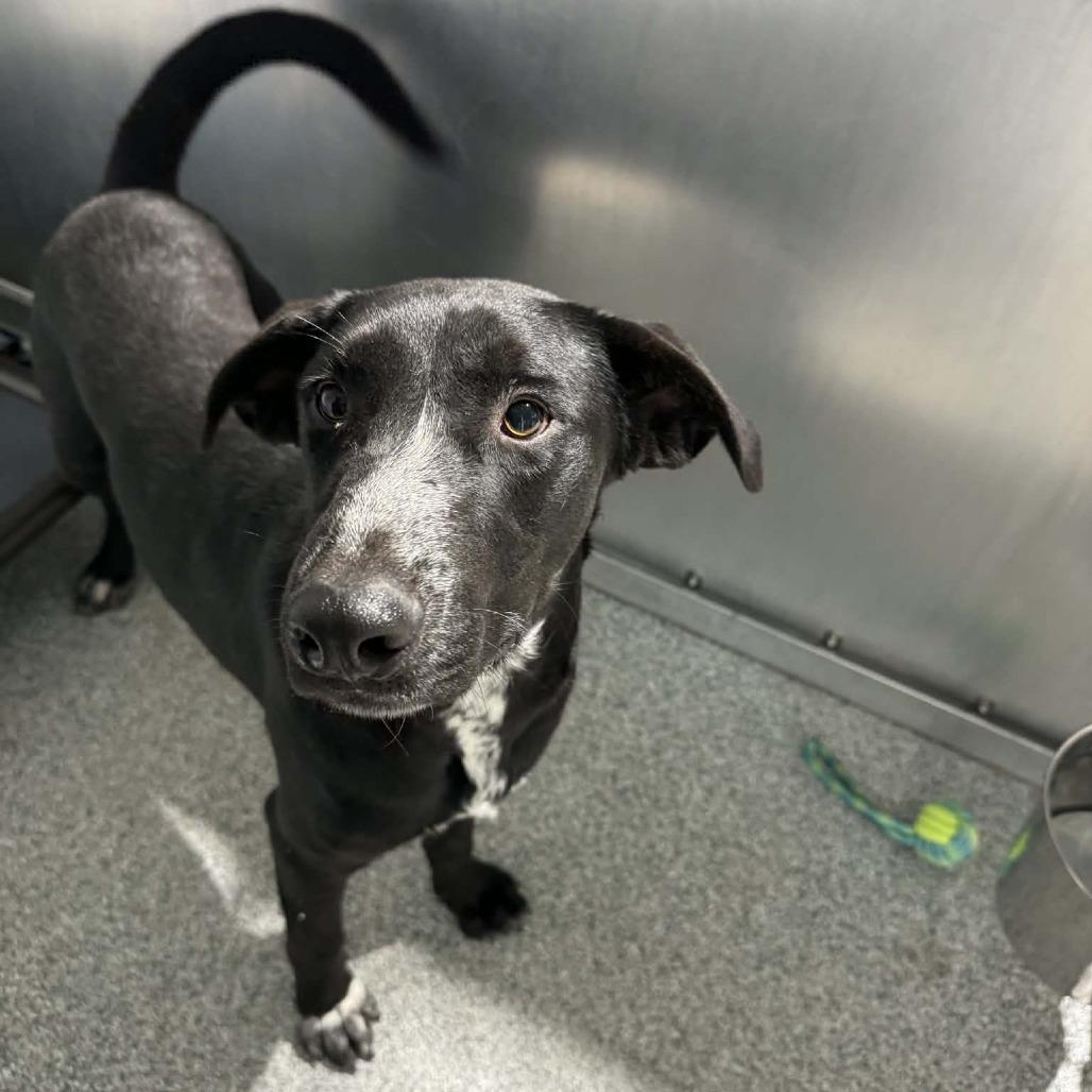 Borris , an adopted mixed breed in Monticello, IA image 6/6