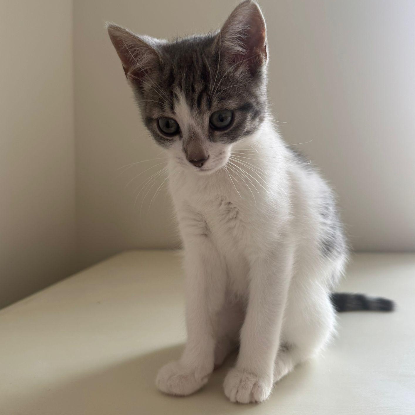 Hypoallergenic Cats Adoption: Find Your Perfect Allergy-Friendly Pet Today