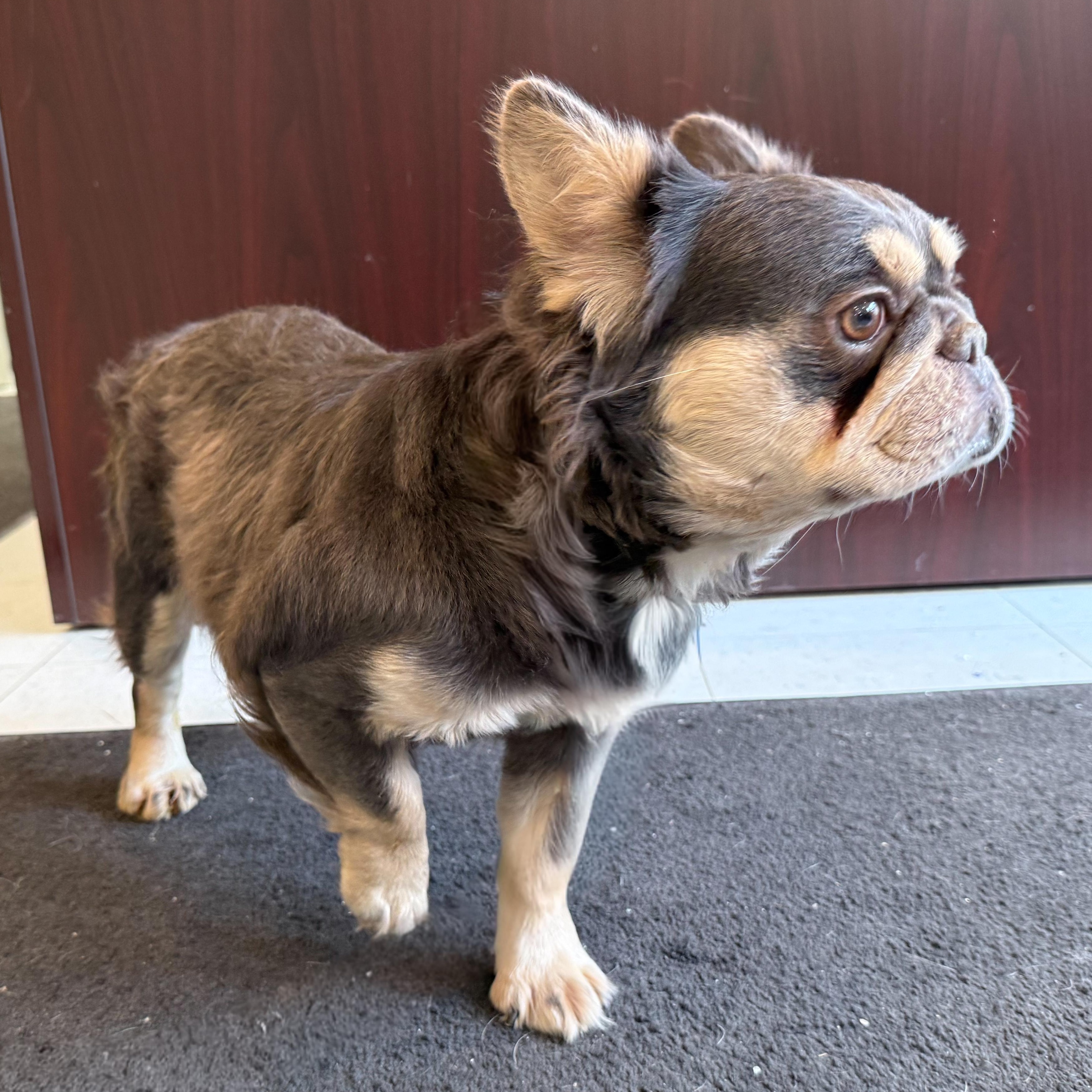 Enlarge Padme, an adopted mixed breed in Latrobe, PA image 2/5