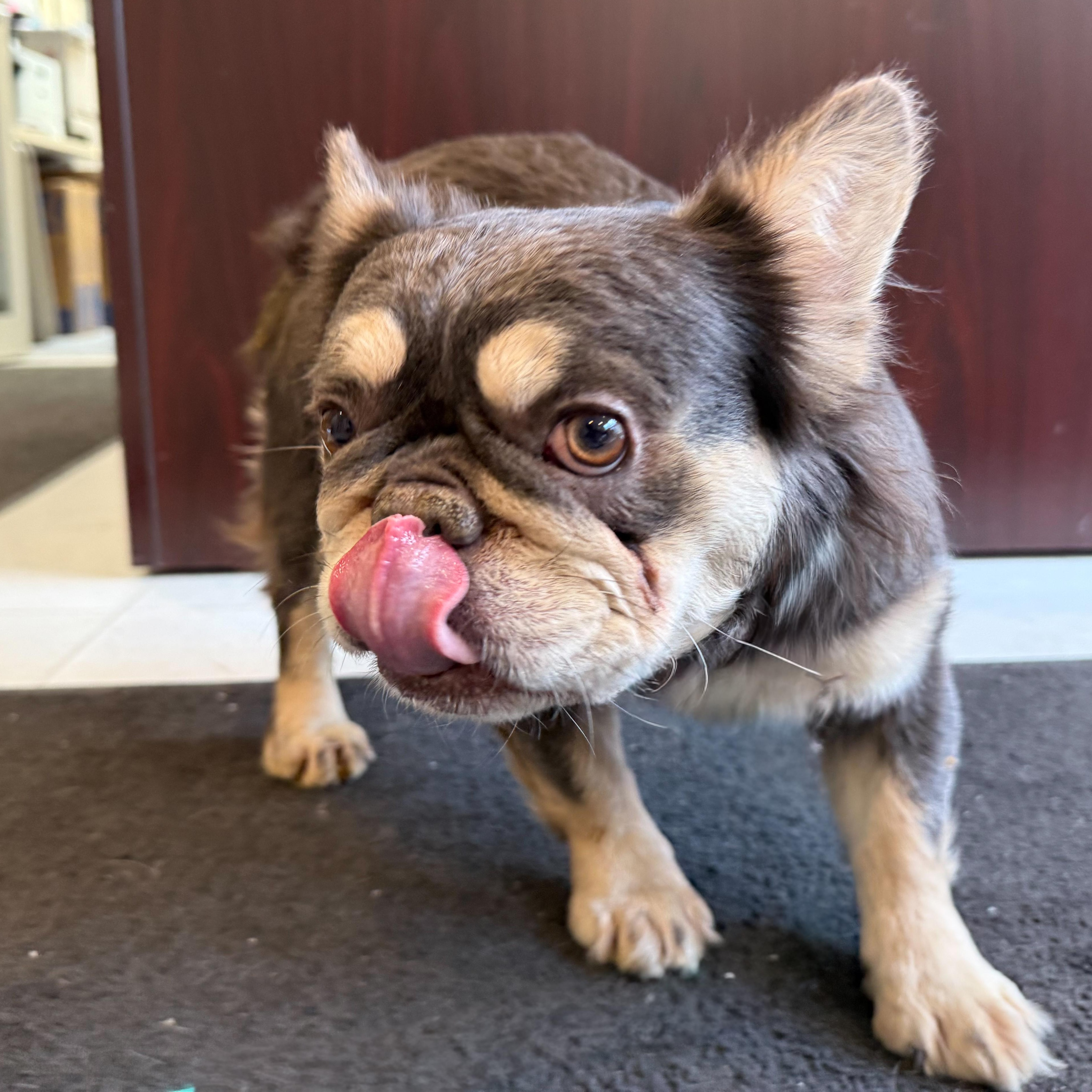 Enlarge Padme, an adopted mixed breed in Latrobe, PA image 5/5