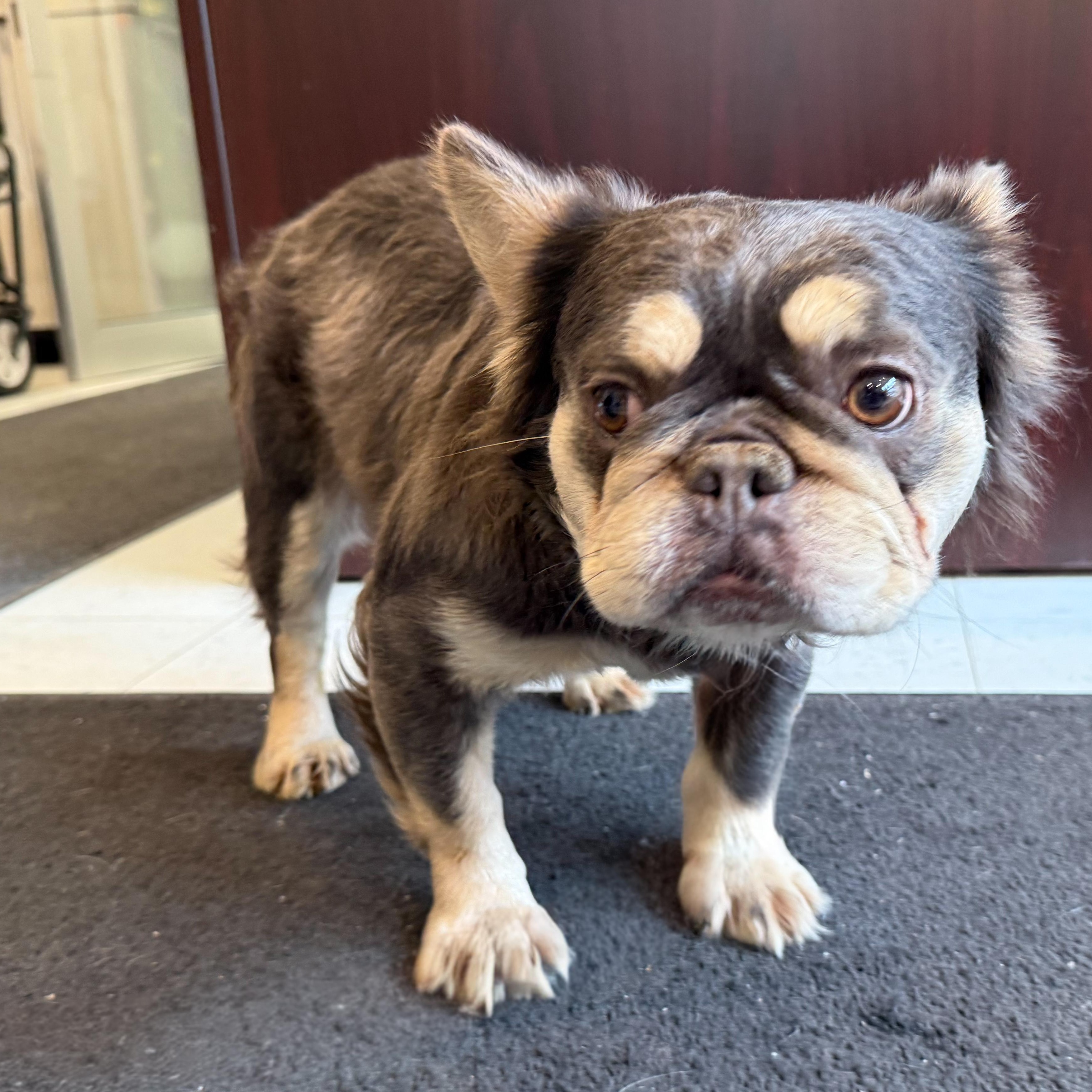 Enlarge Padme, an adopted mixed breed in Latrobe, PA image 4/5