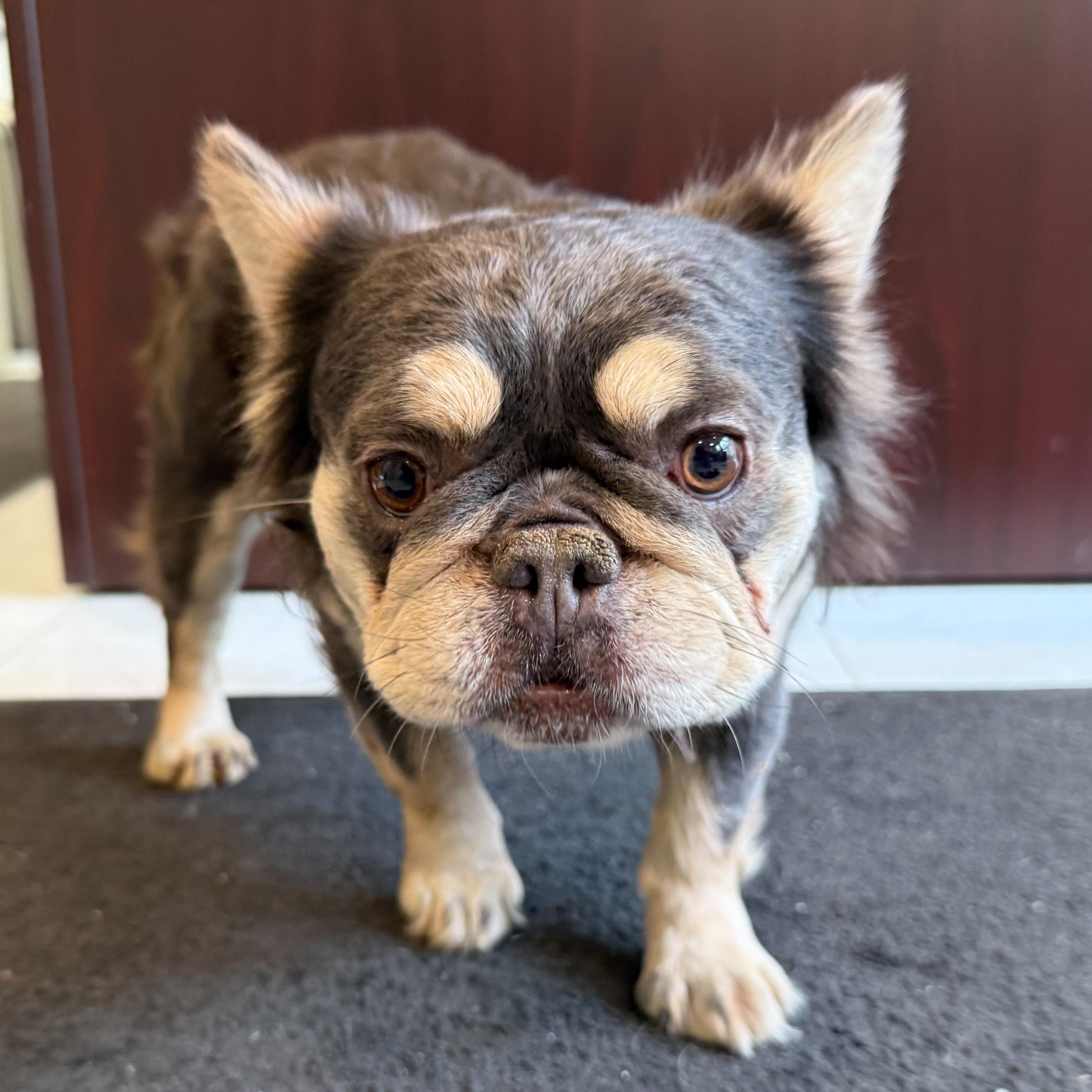 Enlarge Padme, an adopted mixed breed in Latrobe, PA image 1/5