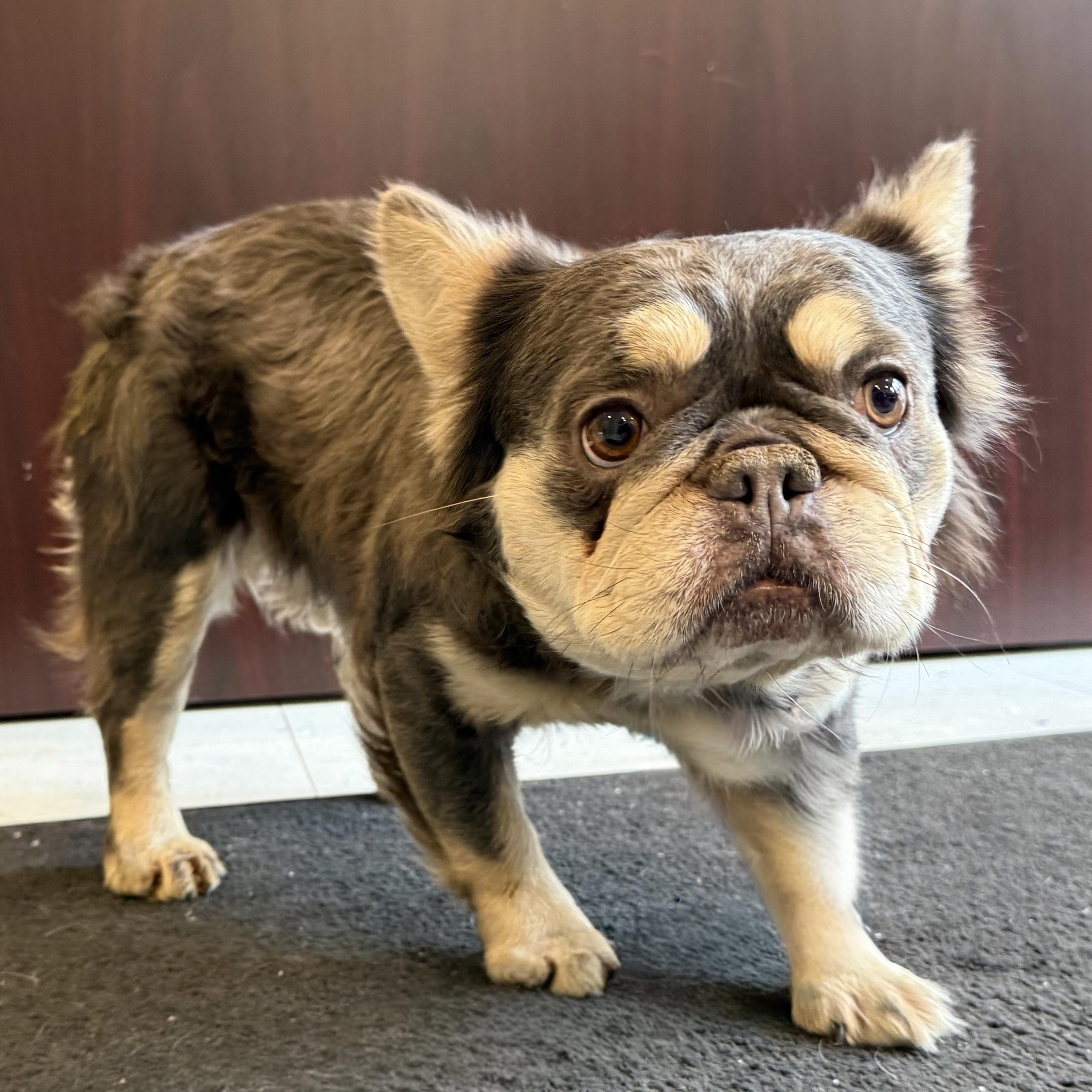 Enlarge Padme, an adopted mixed breed in Latrobe, PA image 3/5