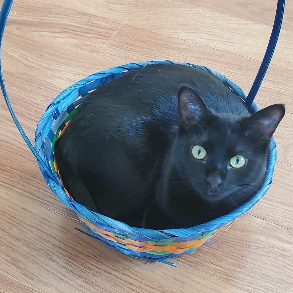Enlarge Pudding, a Adopted Domestic Short Hair in Bismarck, ND image 1/6