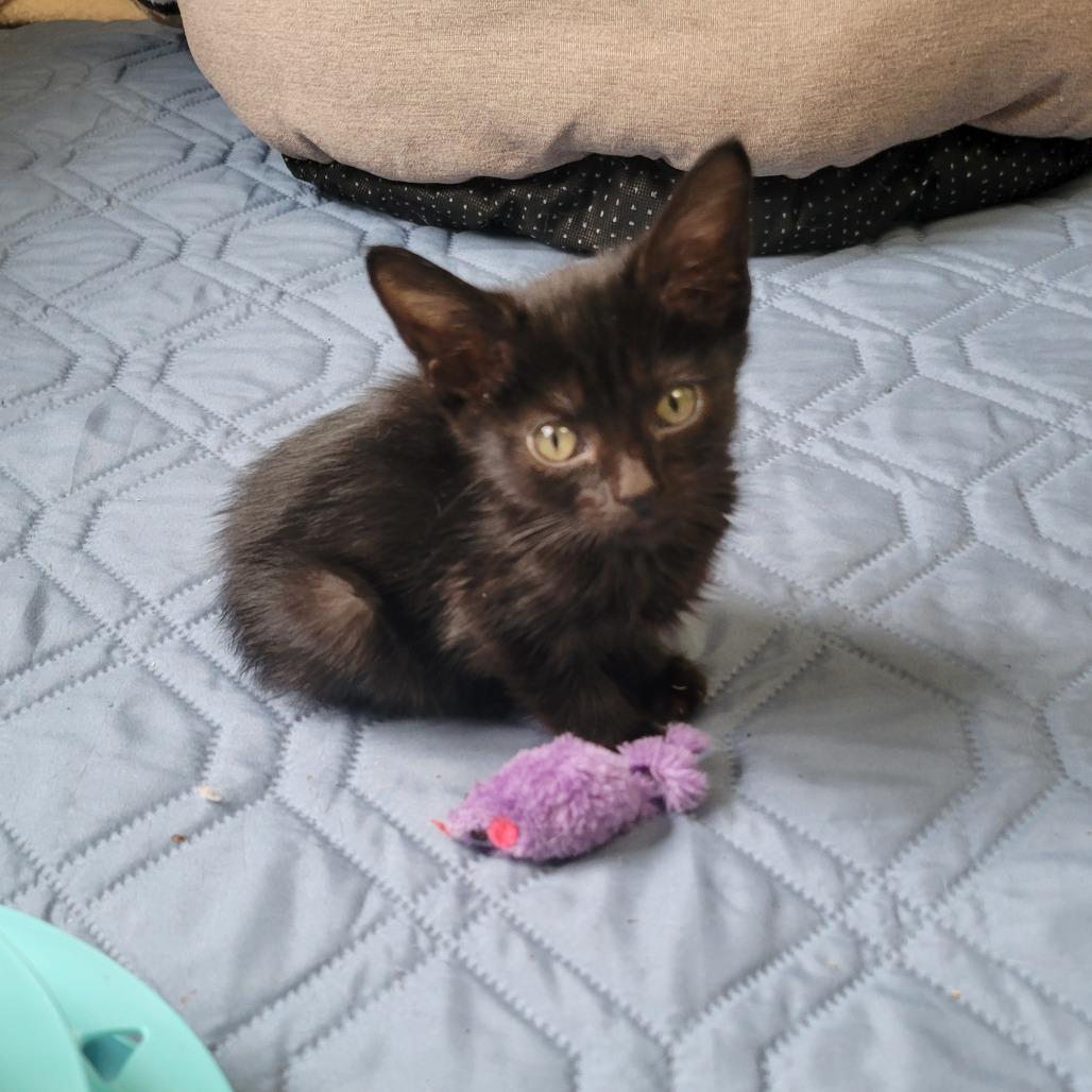 Pudding, Adopted, Young Female Domestic Short Hair.
