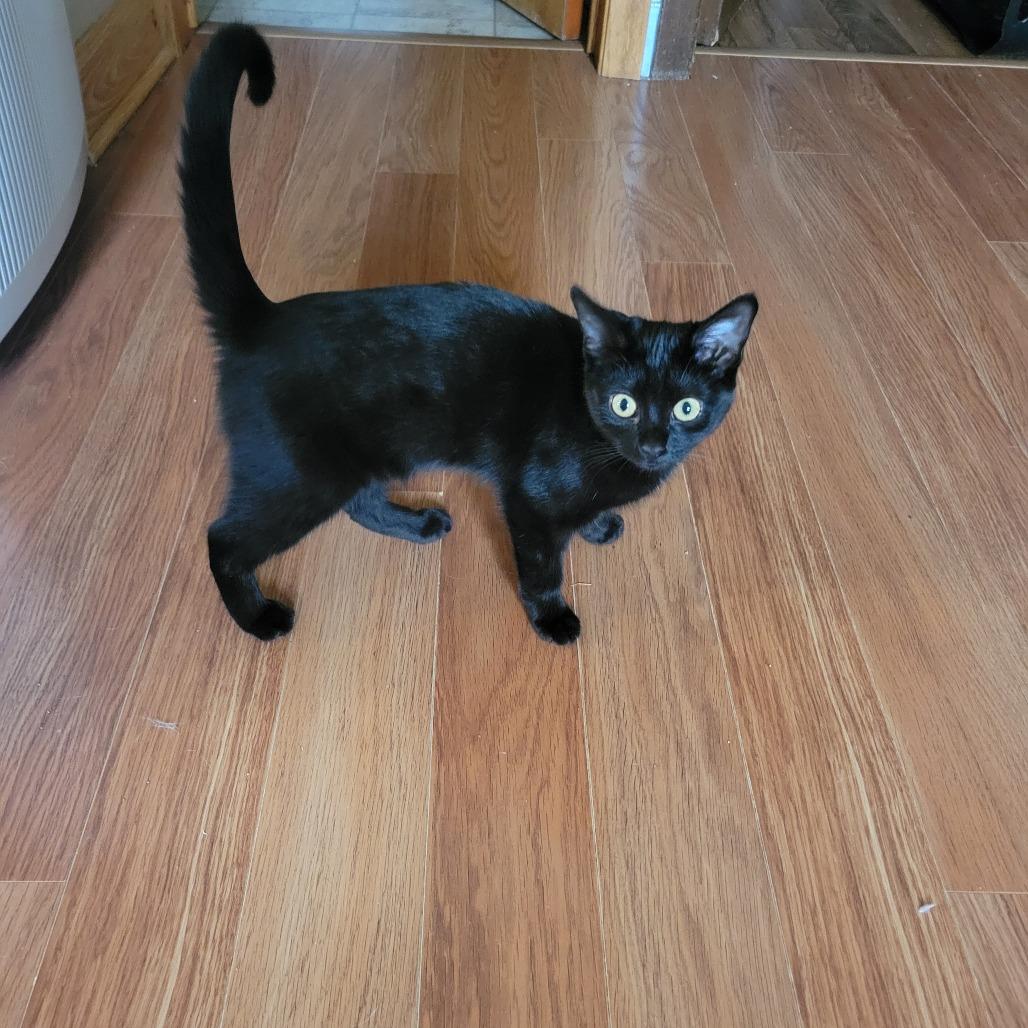 Pudding, a Adopted Domestic Short Hair in Bismarck, ND image 3/6