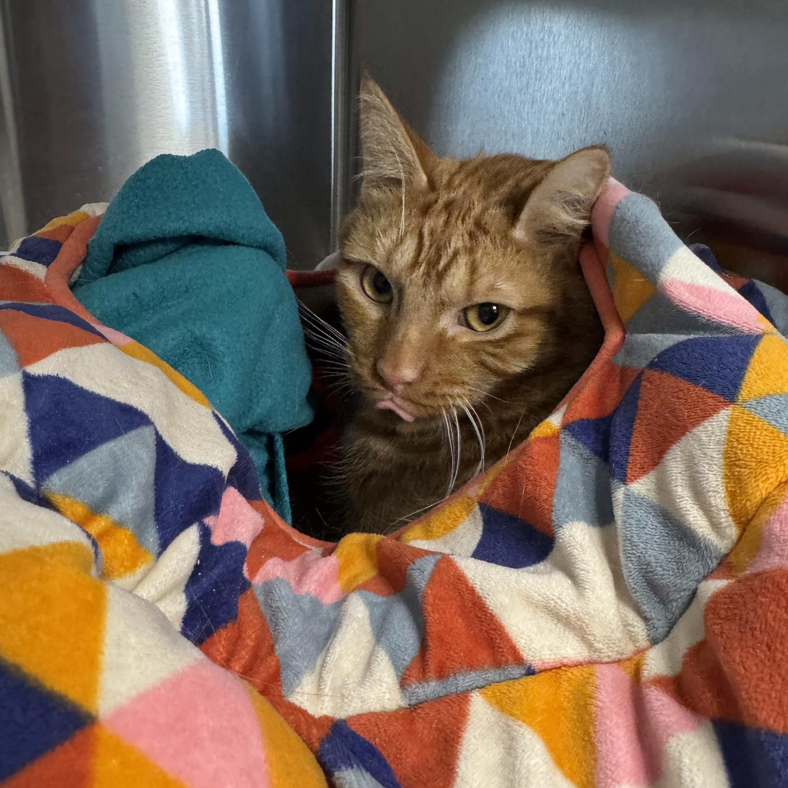 Silas, a Adoptable mixed breed in Seneca, PA image 4/5