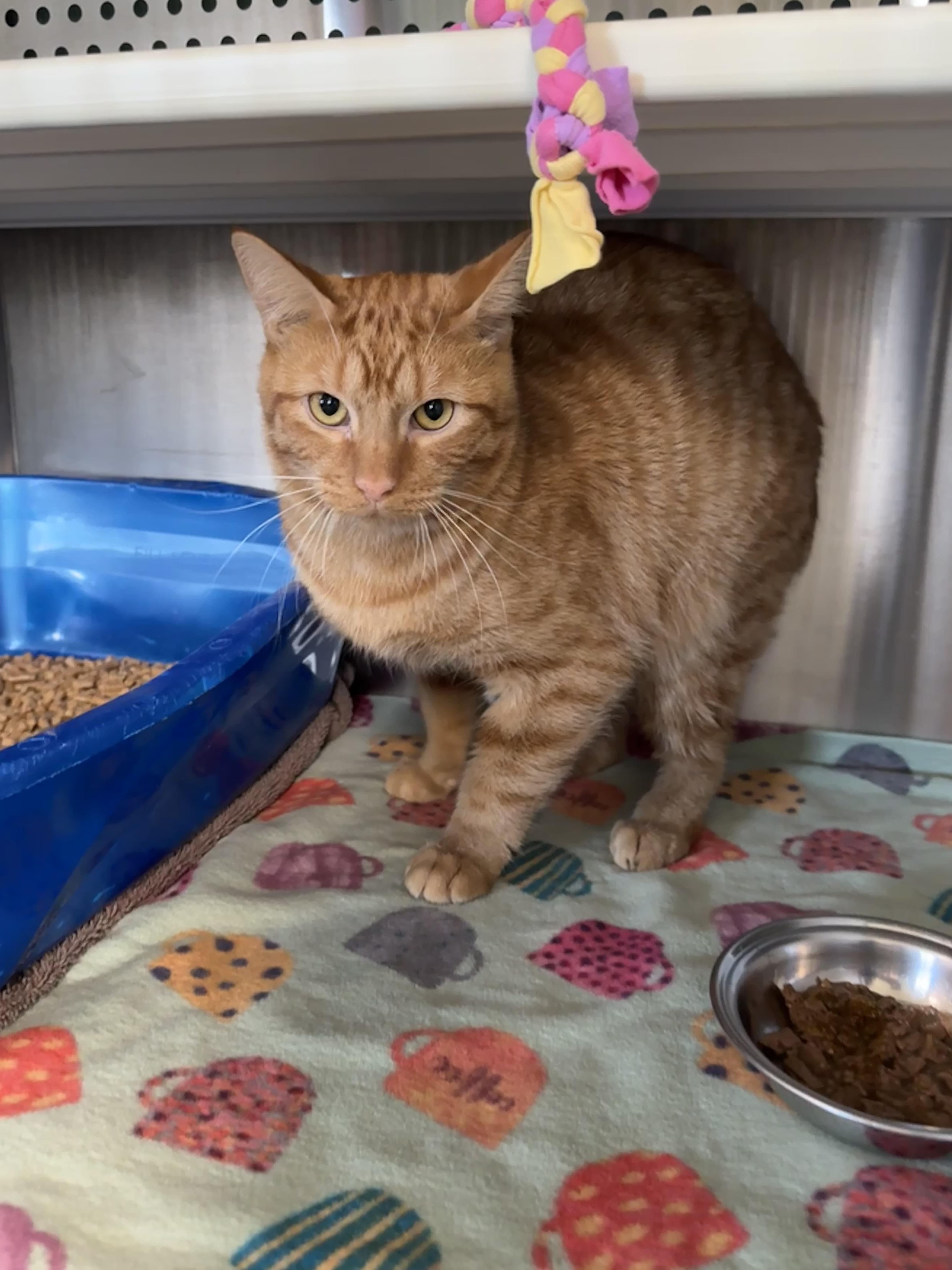 Silas, a Adoptable mixed breed in Seneca, PA image 2/5