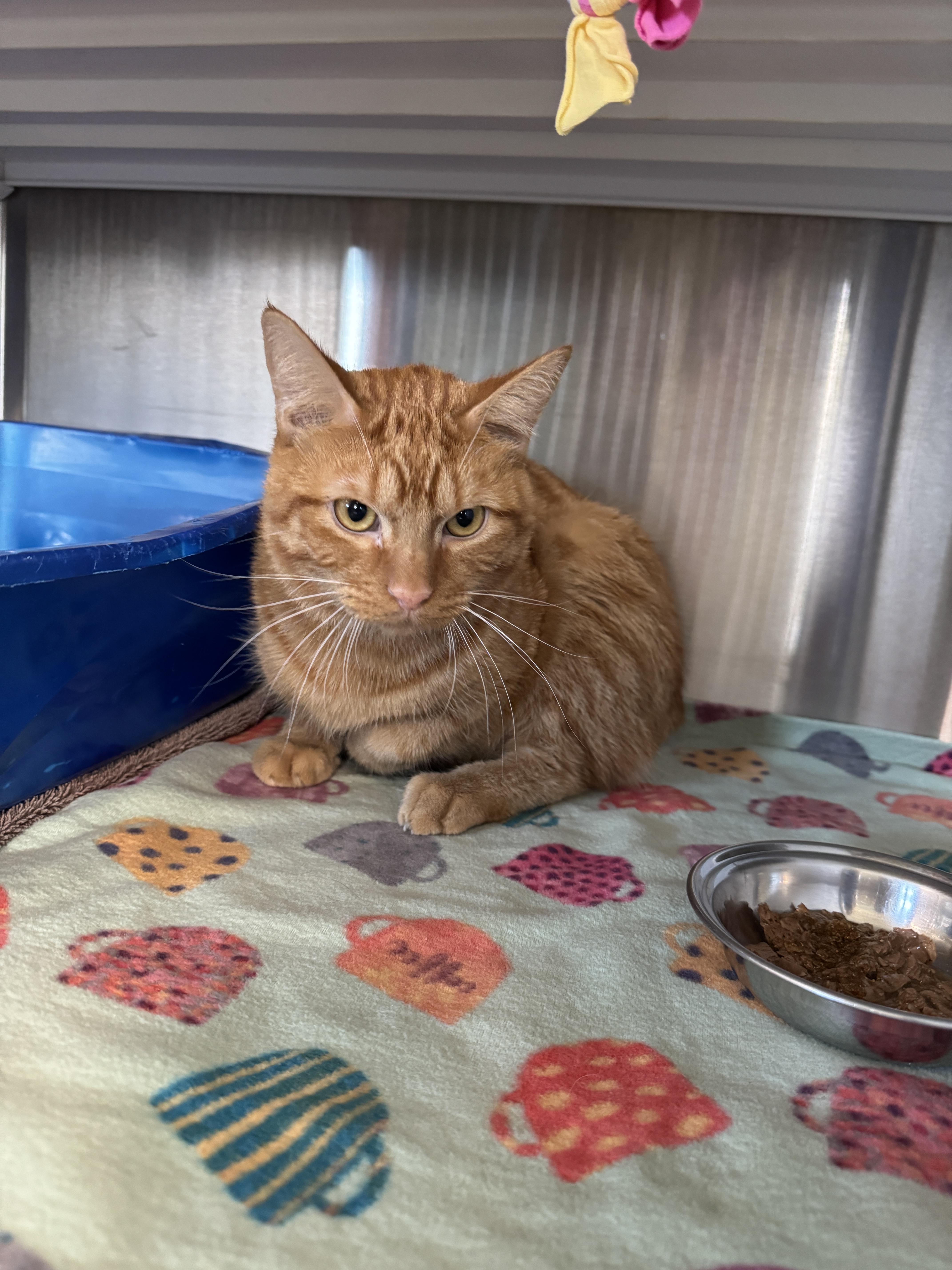 Silas, a Adoptable mixed breed in Seneca, PA image 3/5