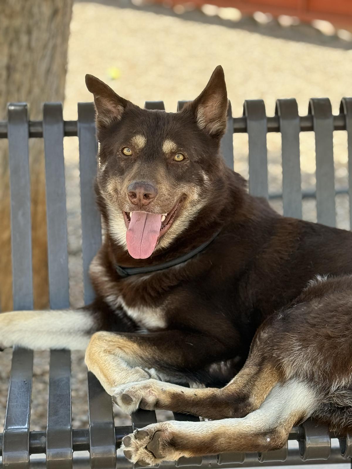Tae, a Adoptable mixed breed in Scottsdale, AZ image 5/6