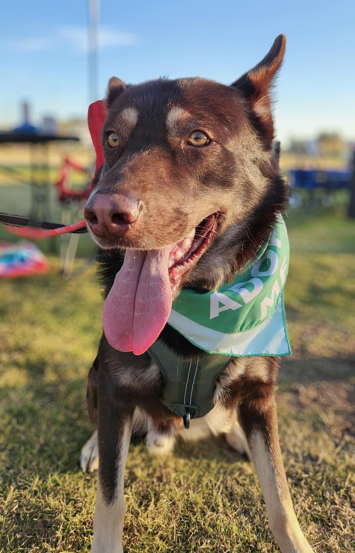 Tae, a Adoptable mixed breed in Scottsdale, AZ image 2/6