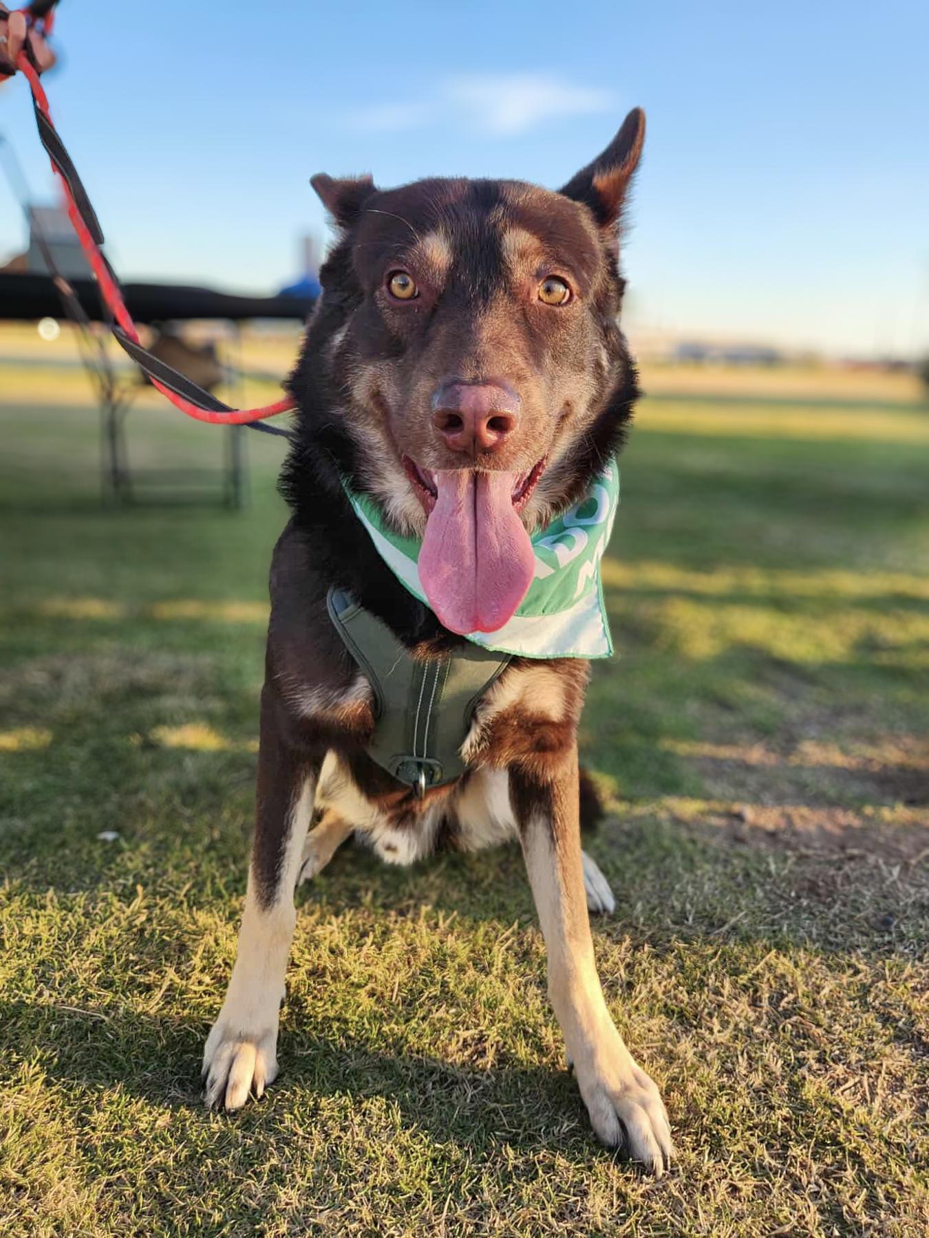 Tae, a Adoptable mixed breed in Scottsdale, AZ image 1/6