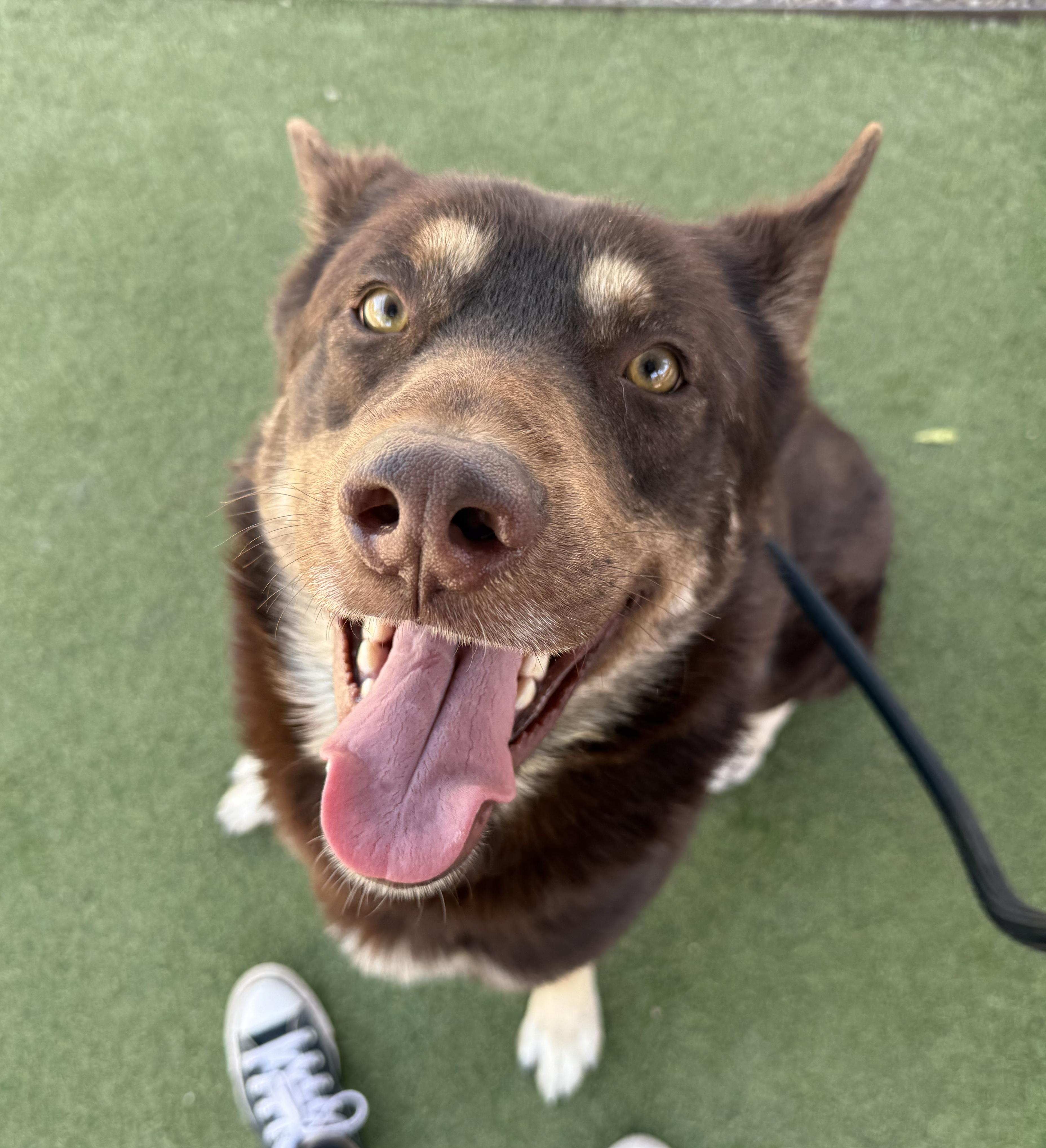 Tae, a Adoptable mixed breed in Scottsdale, AZ image 4/6