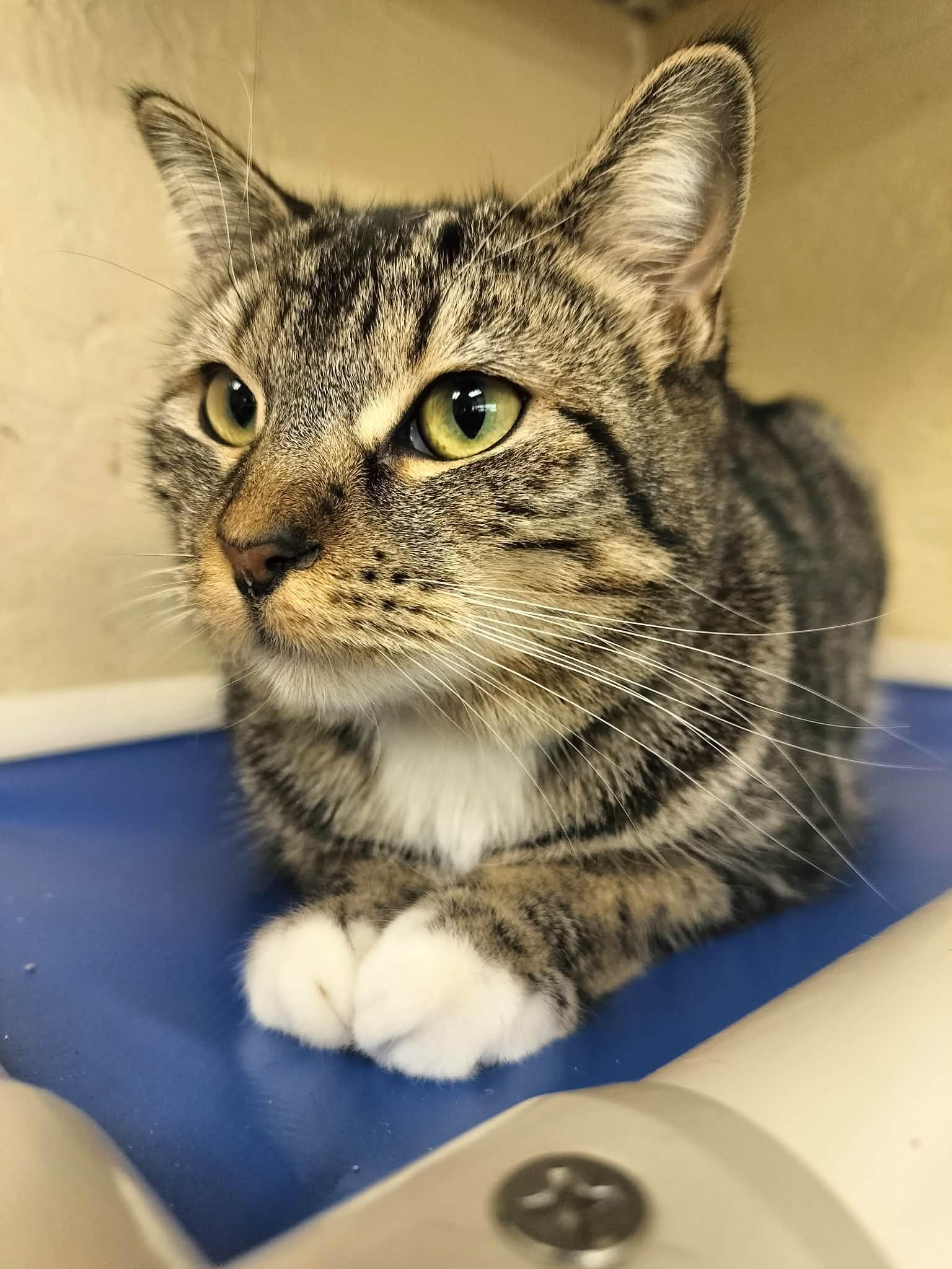 Mako, a Adoptable Tabby in Parlier, CA image 1/6