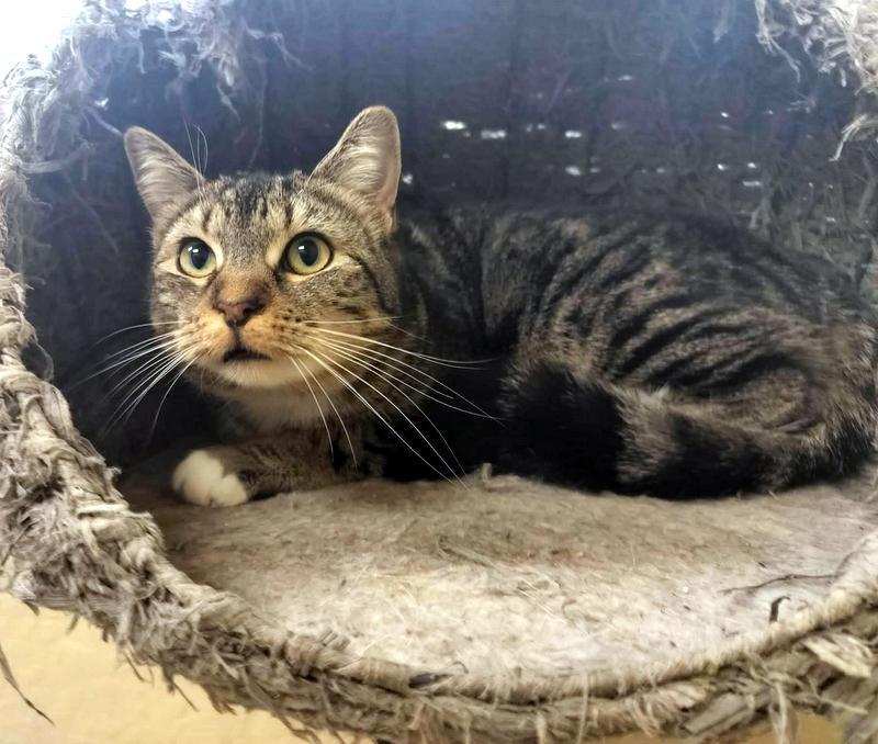 Mako, a Adoptable Tabby in Parlier, CA image 2/6