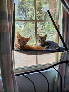 Mako, a Adoptable Tabby in Parlier, CA image 3/6