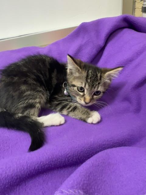 Mako, a Adoptable Tabby in Parlier, CA image 5/6