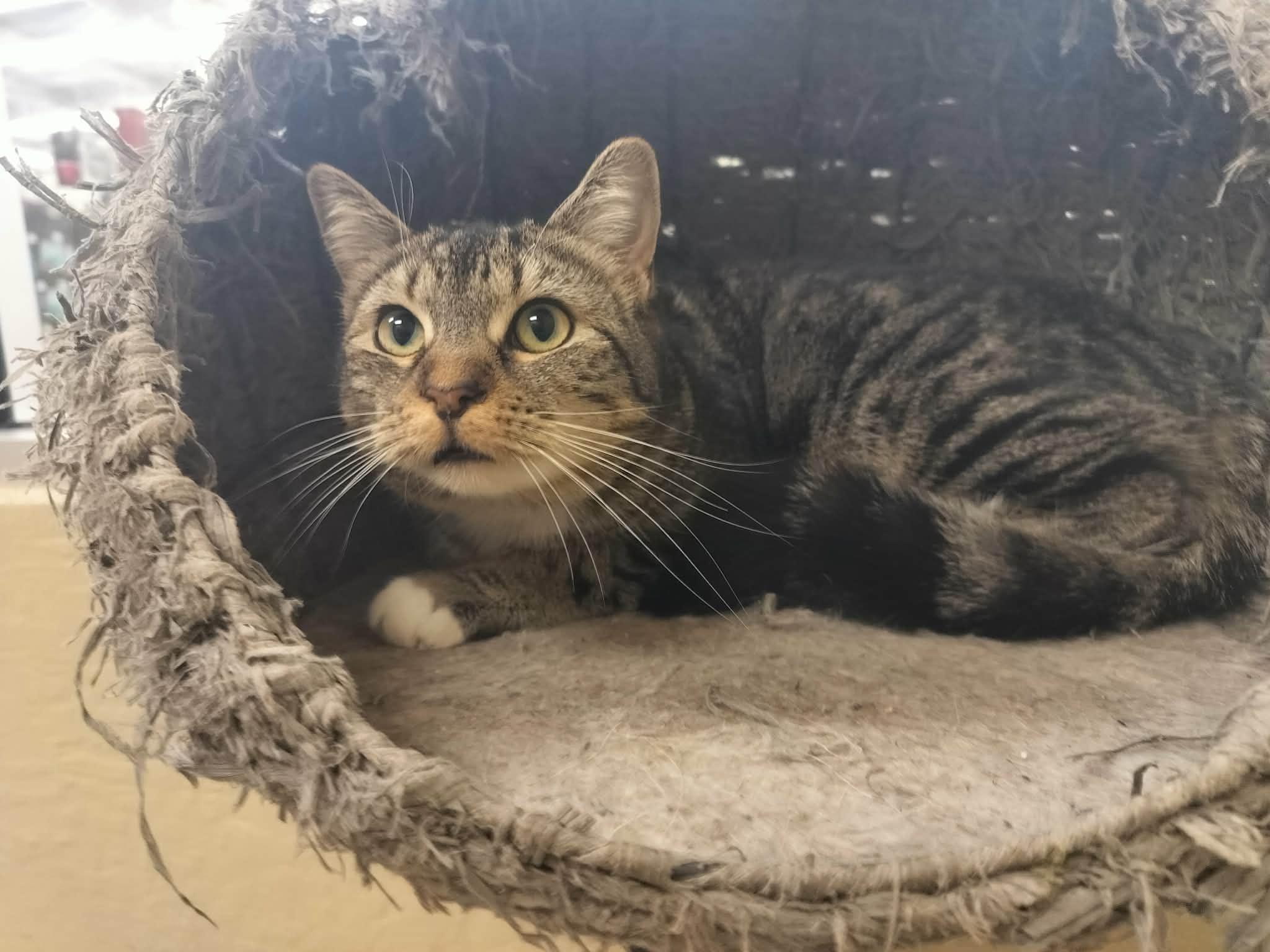 Mako, a Adoptable Tabby in Parlier, CA image 6/6