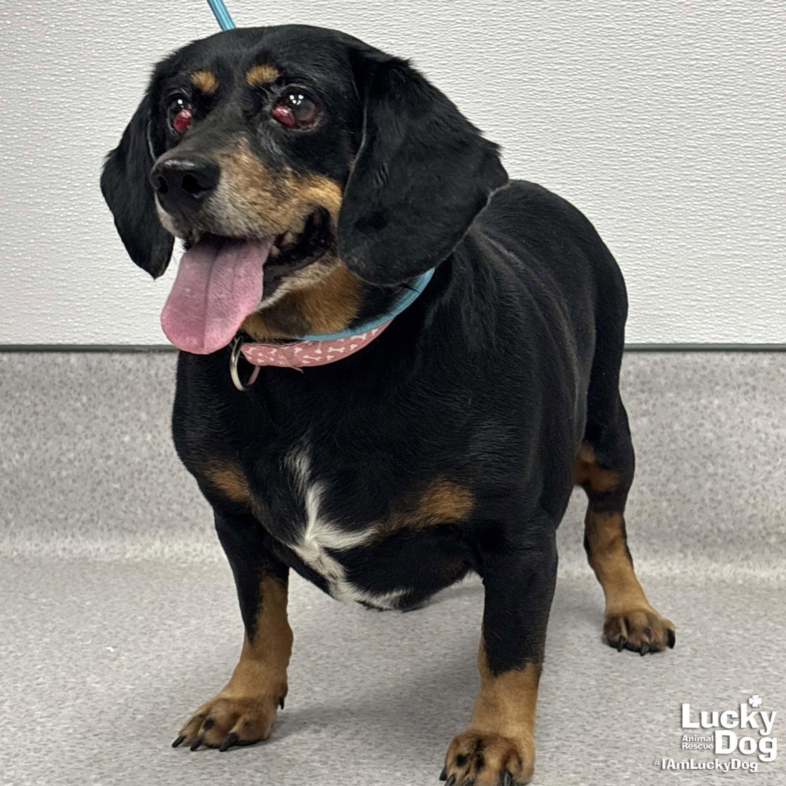 Phoenix, Adopted, Adult Female Dachshund & Beagle.