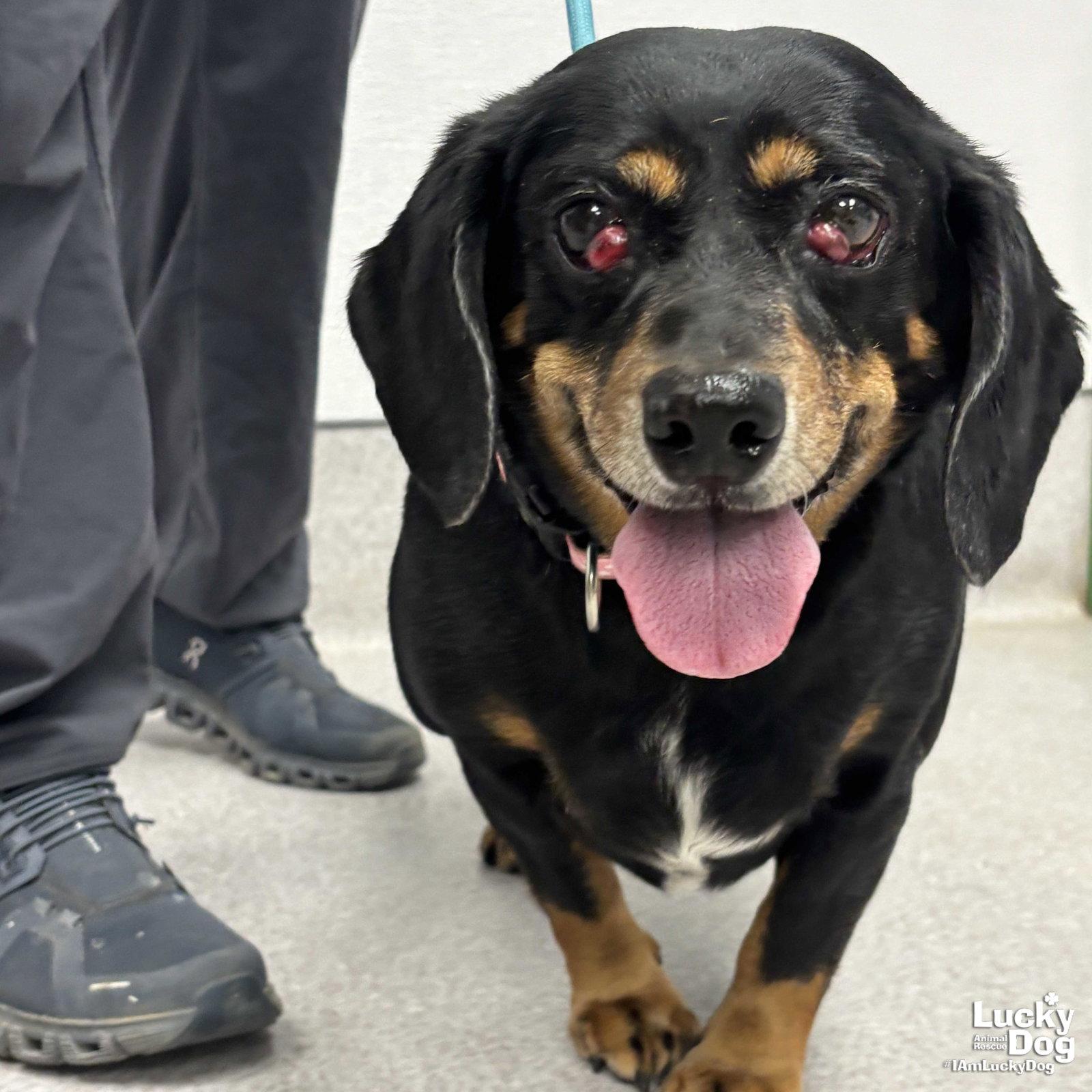 Enlarge Phoenix, a Adopted mixed breed in Washington, DC image 2/3