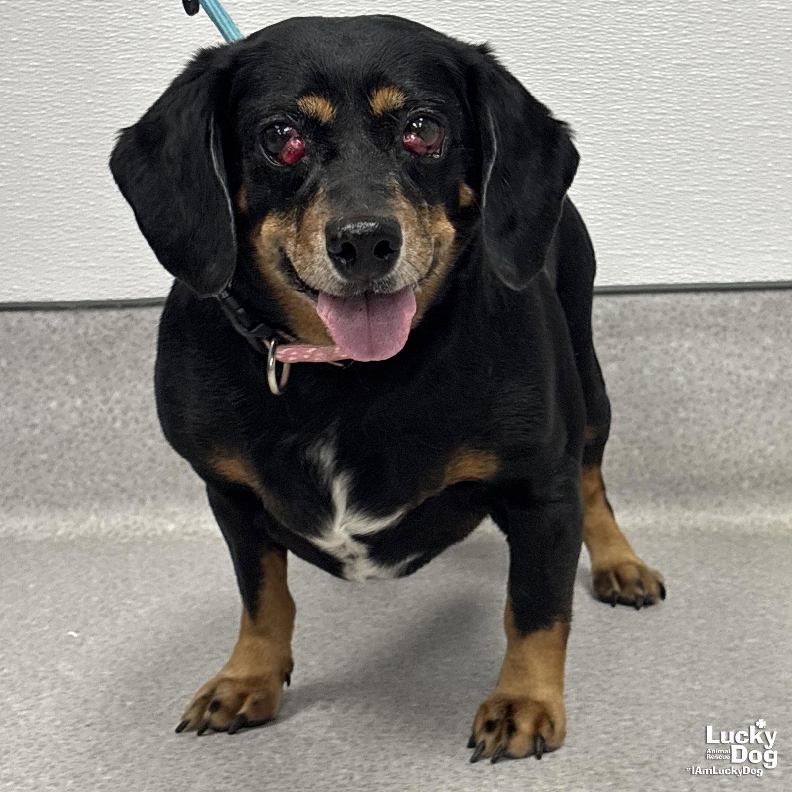 Enlarge Phoenix, a Adopted mixed breed in Washington, DC image 3/3