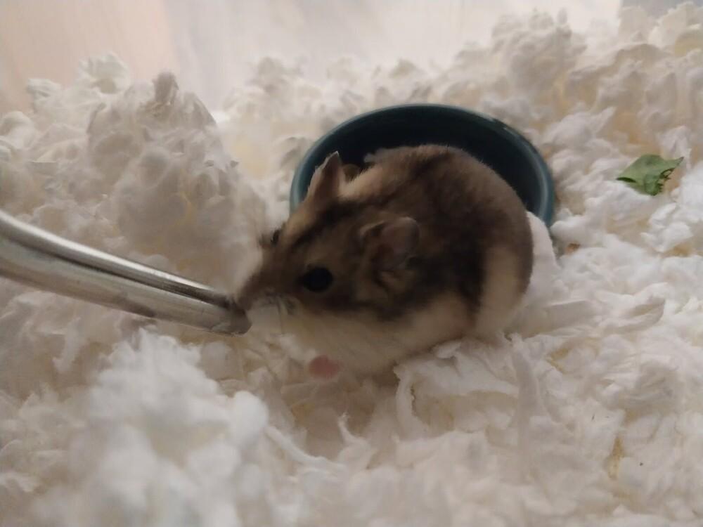 Peanut, Adoptable, Baby Male Hamster.