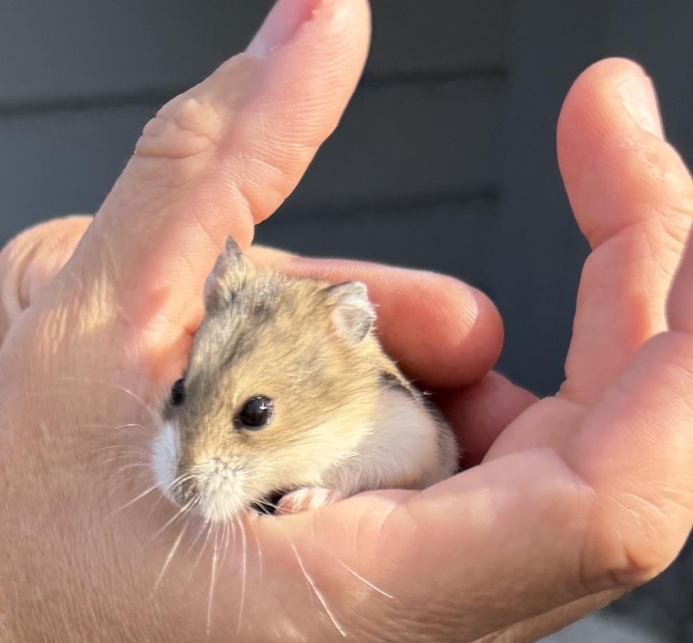 Enlarge Peanut, a Adoptable Hamster in Pasco, WA image 4/5