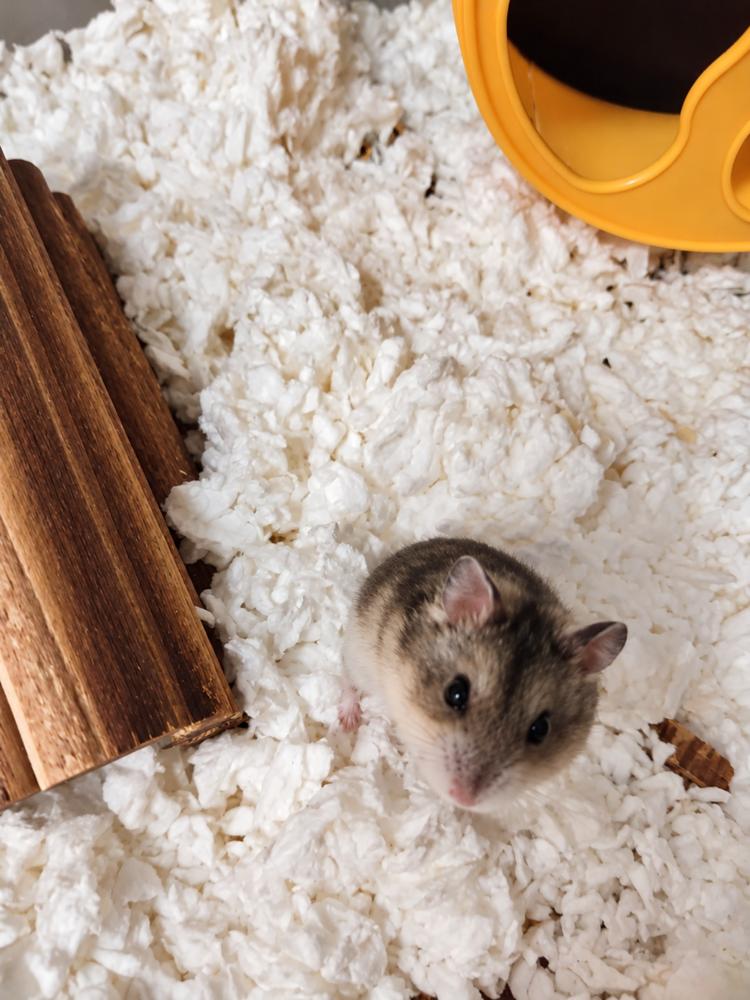 Enlarge Peanut, a Adoptable Hamster in Pasco, WA image 5/5