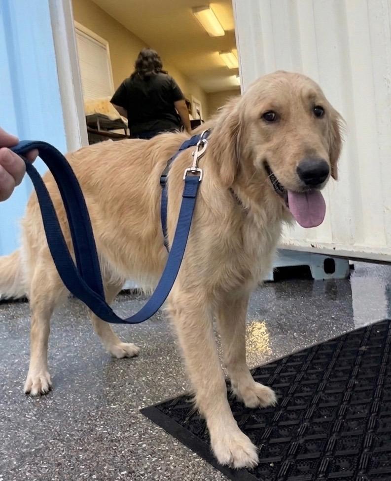Lilly, adopted, Young Female Golden Retriever.